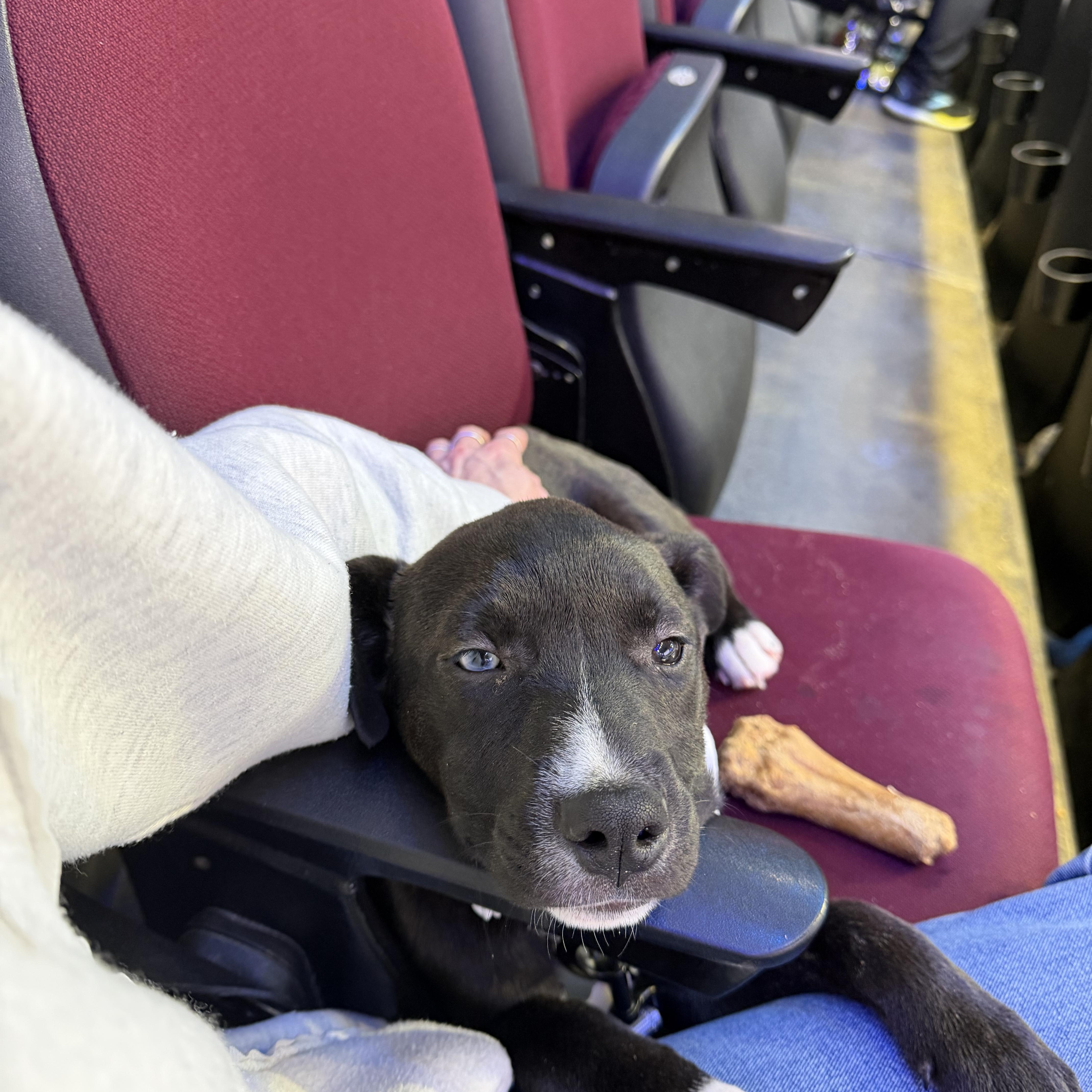 Sweet Pea — thumbnail 3