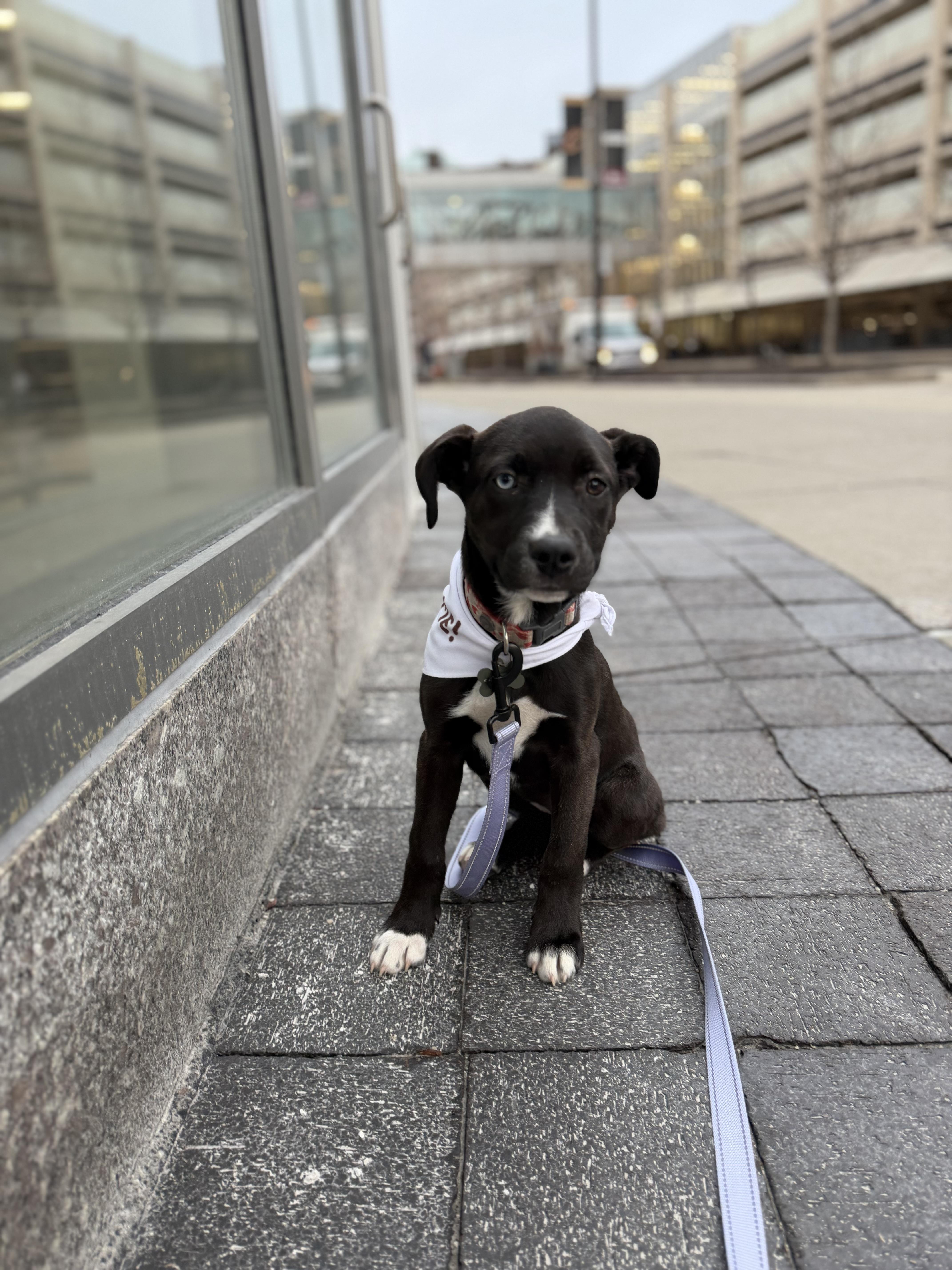 Sweet Pea — thumbnail 4