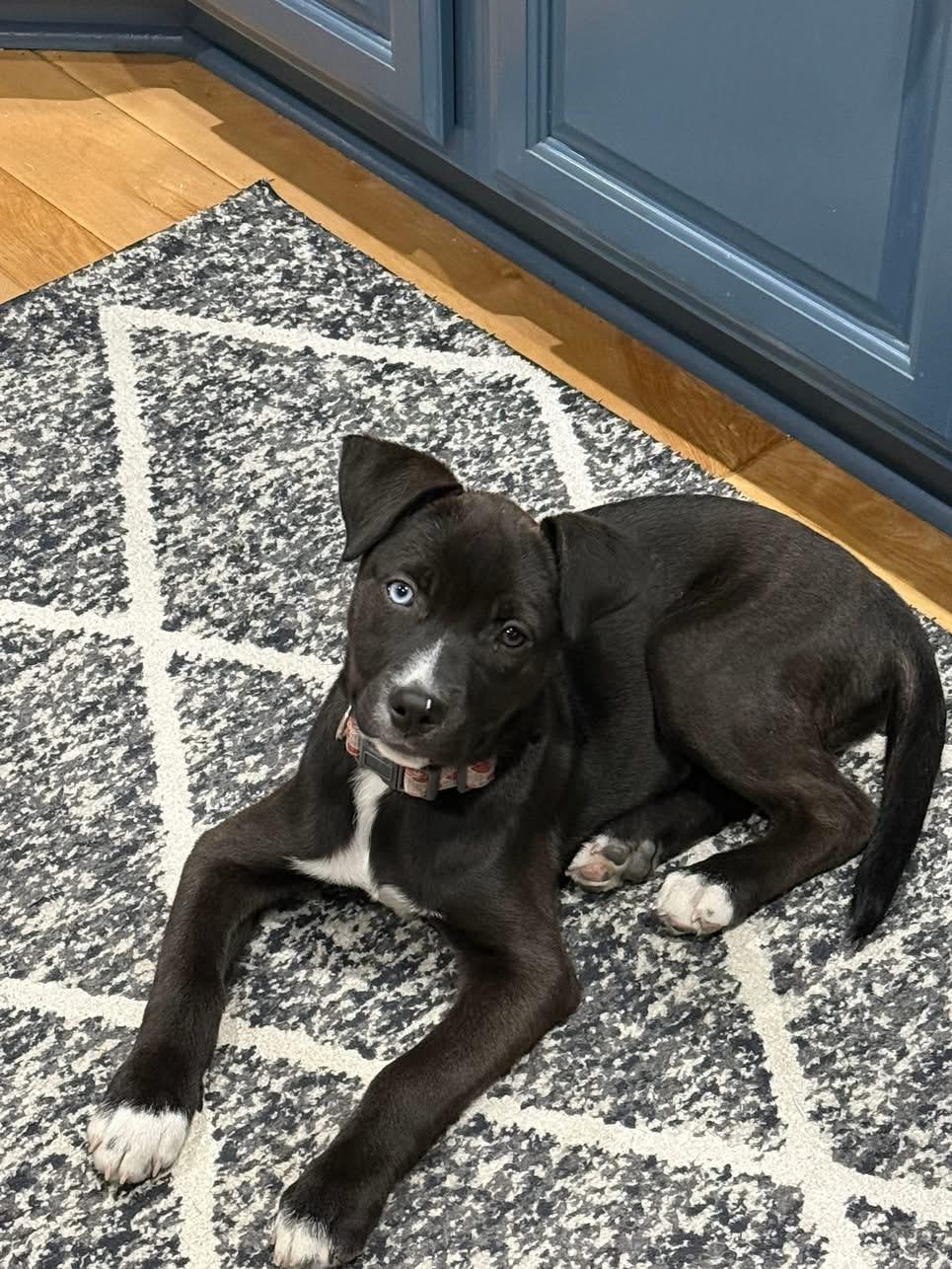 Enlarge Sweet Pea, a Adoptable mixed breed in Seville, OH image 1/5