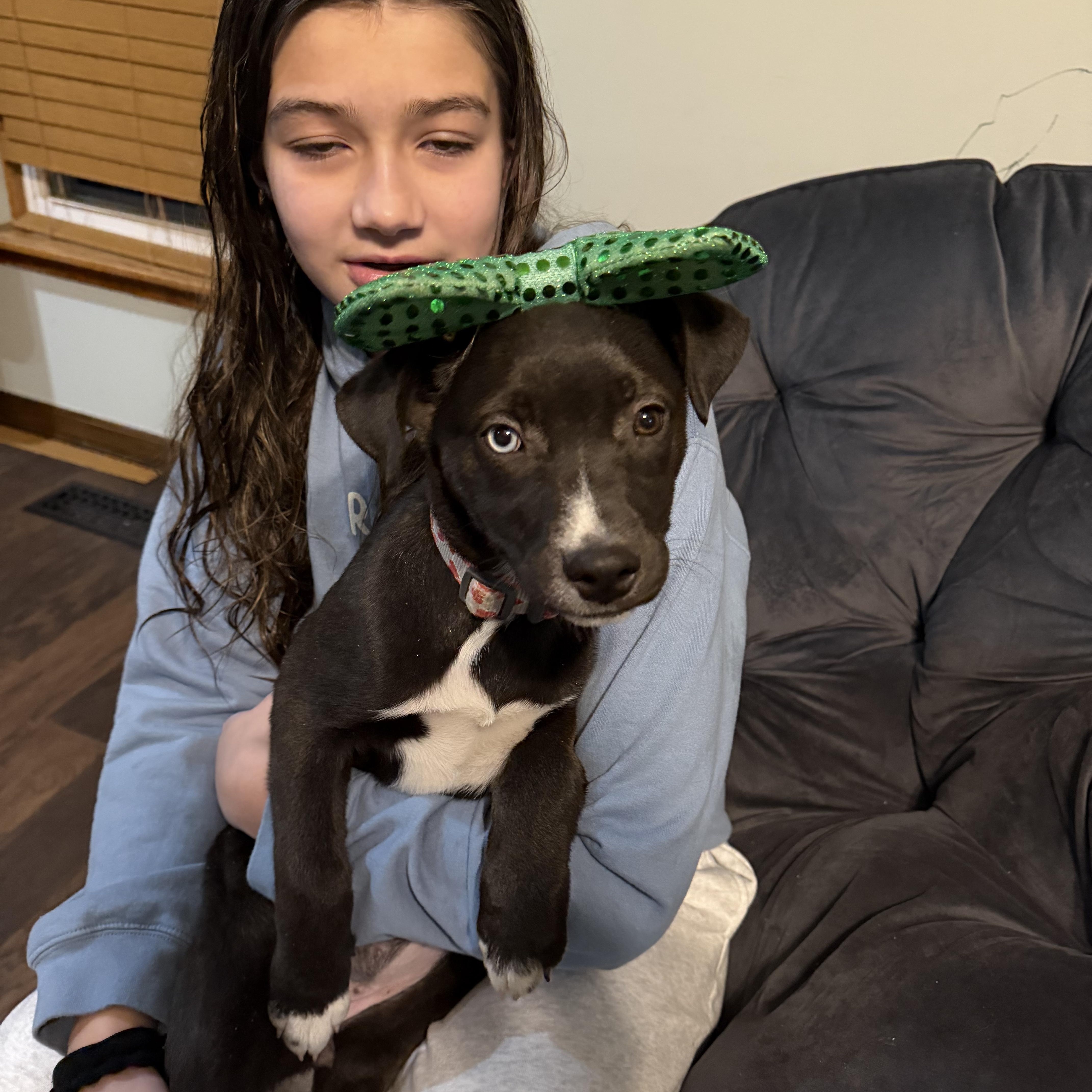 Enlarge Sweet Pea, a Adoptable mixed breed in Seville, OH image 3/5