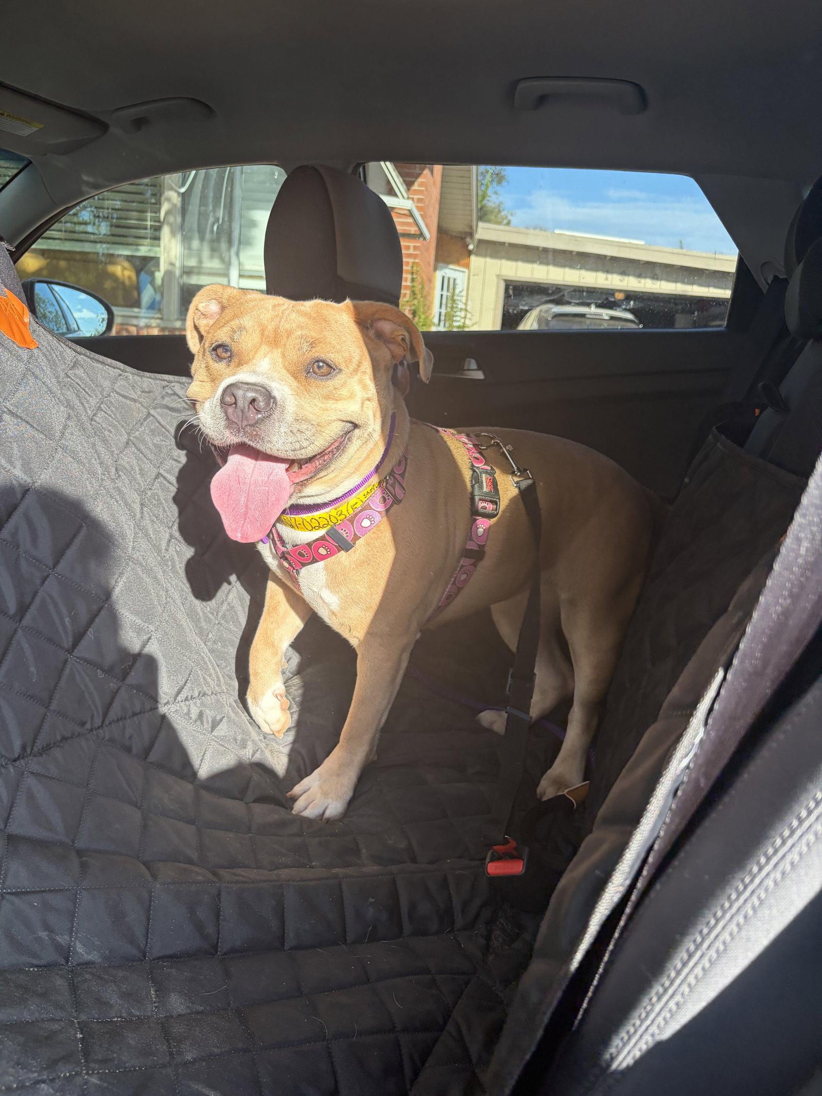 Sweet P, Adoptable, Adult Female American Staffordshire Terrier.