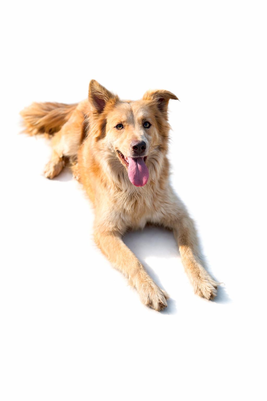 Enlarge Ginger , a Adoptable mixed breed in SYLVANIA, GA image 2/4