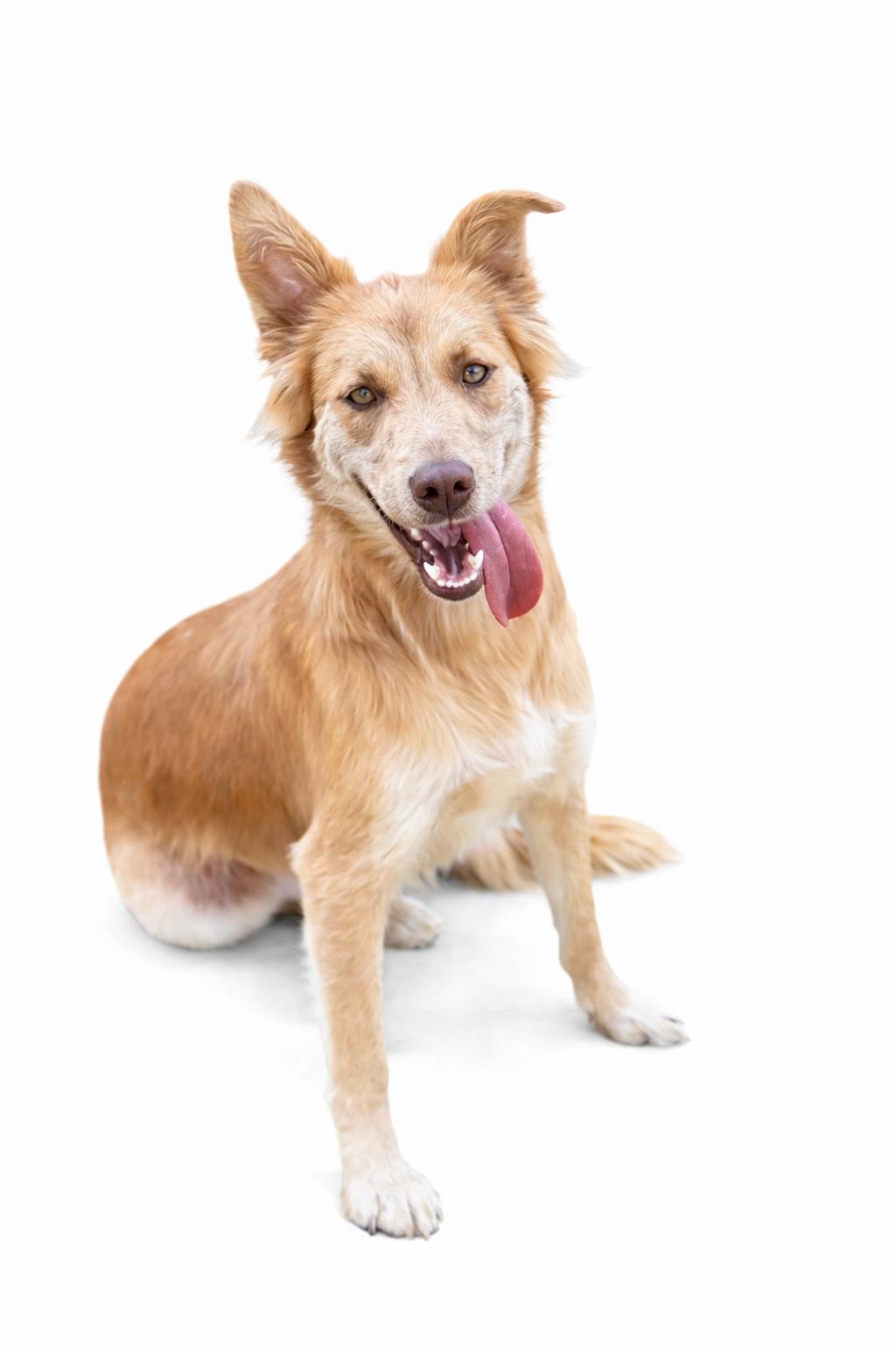 Ginger , Adoptable, Adult Female Mixed Breed.