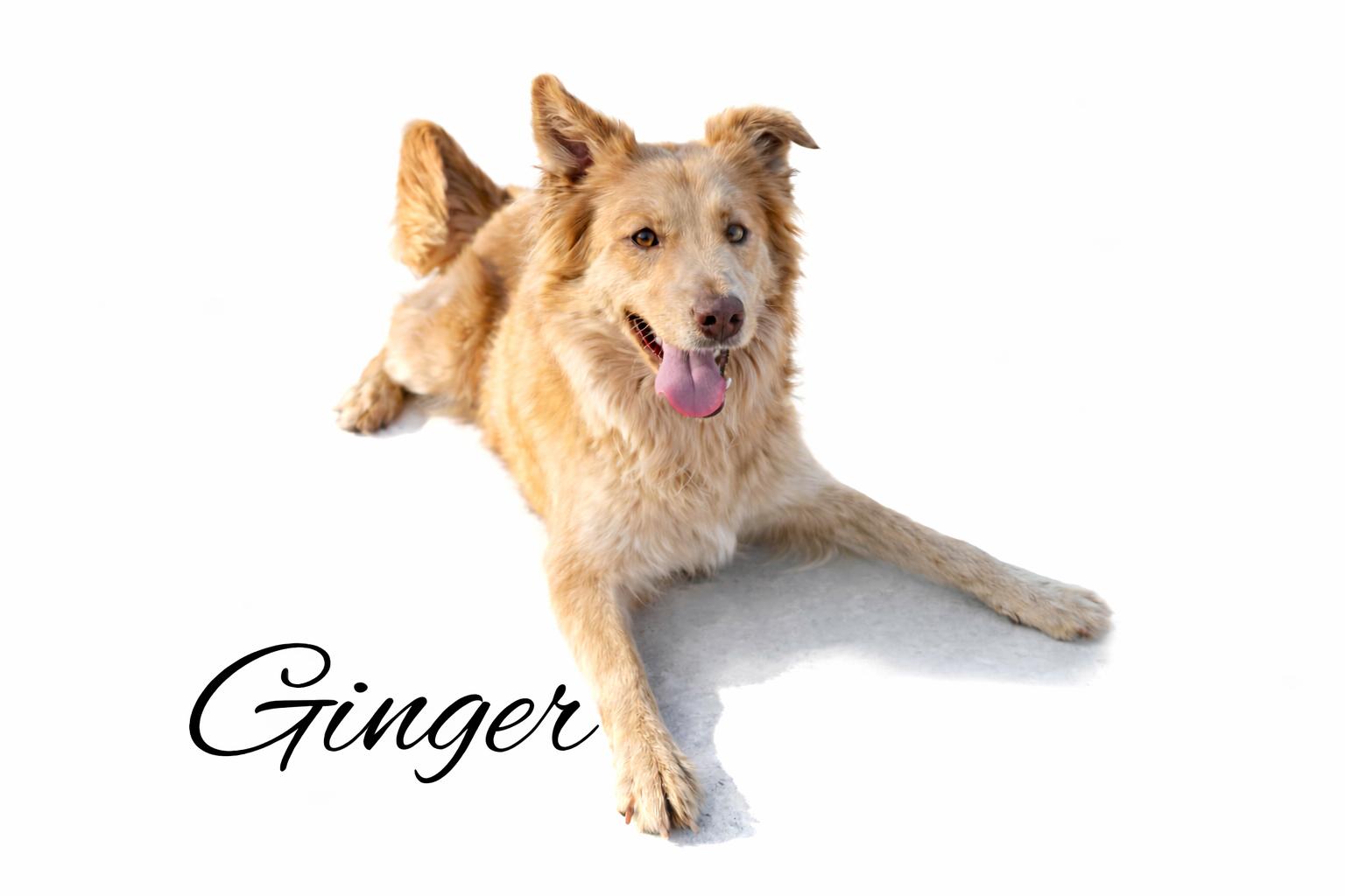 Enlarge Ginger , a Adoptable mixed breed in SYLVANIA, GA image 1/4