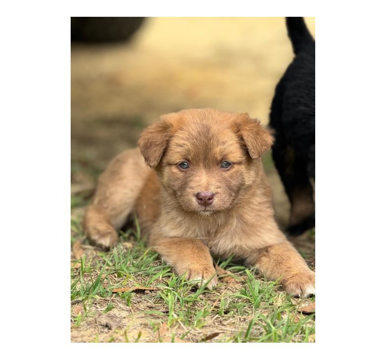 Enlarge Ginger , a Adoptable mixed breed in SYLVANIA, GA image 2/2