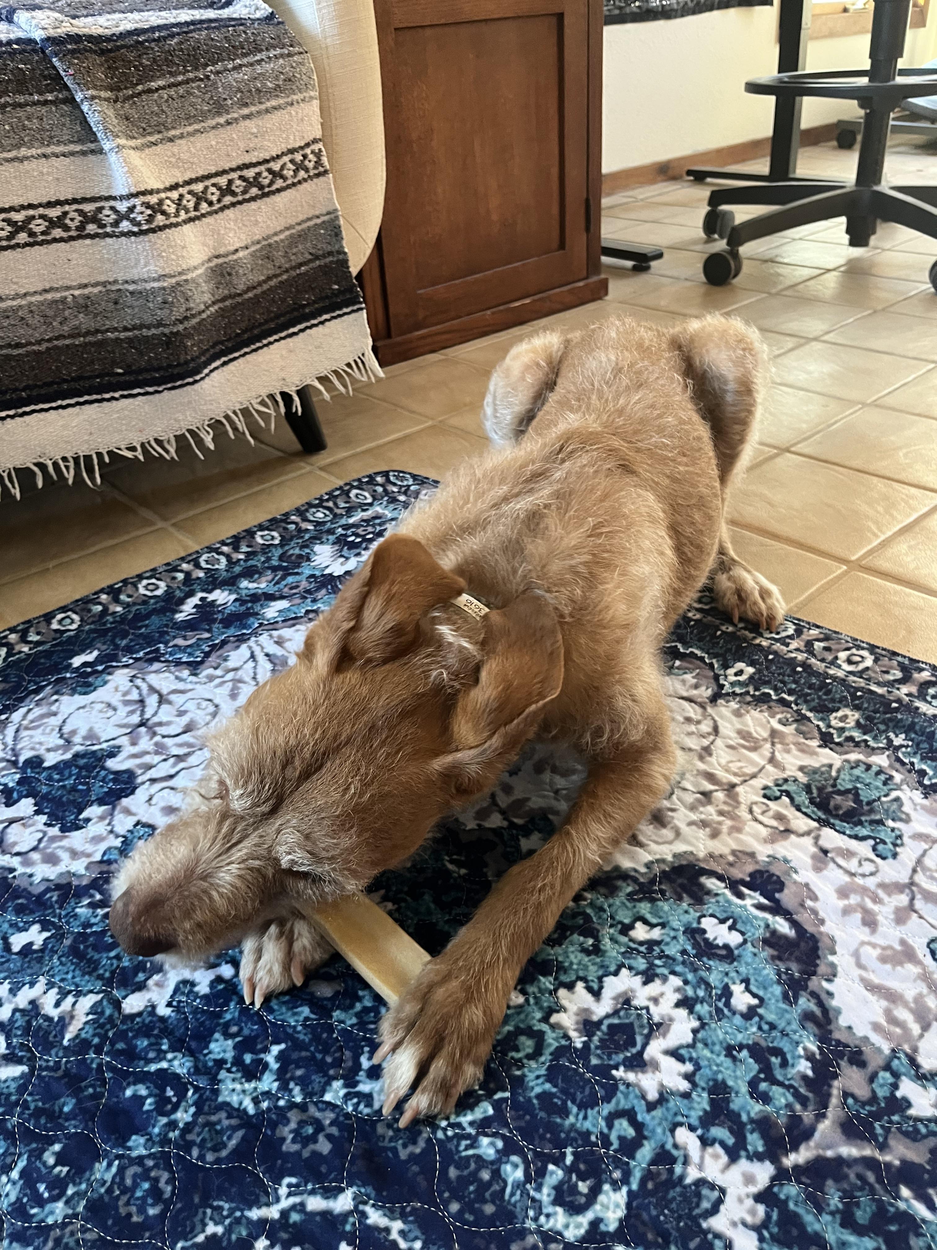 Dana, Adoptable, Adult Female Terrier & Mixed Breed.