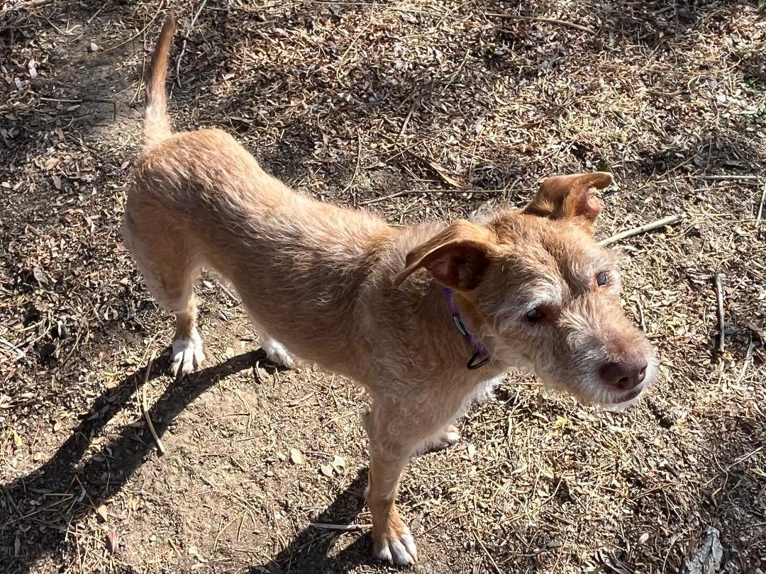 Dana, a Adoptable mixed breed in Windsor, CO image 1/6