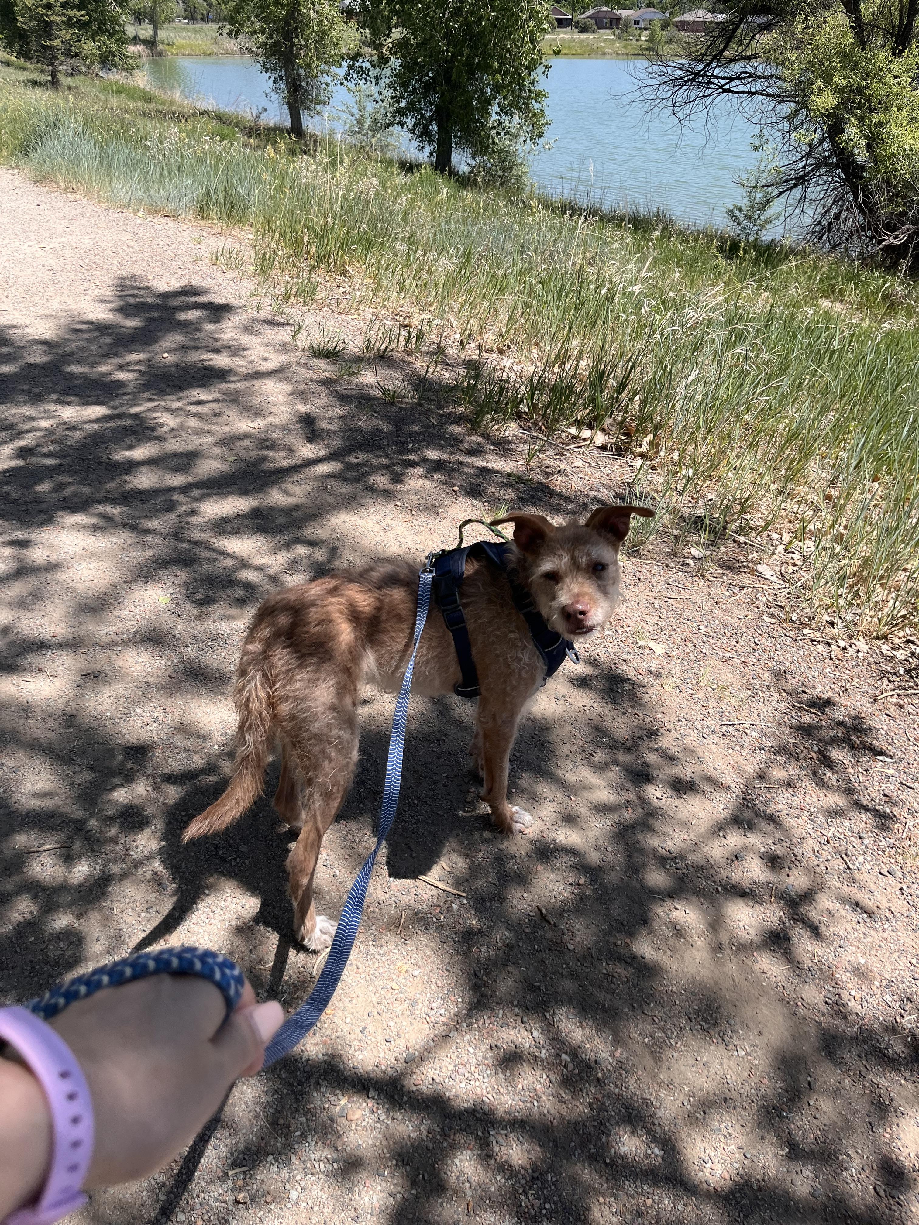 Dana, a Adoptable mixed breed in Windsor, CO image 2/6