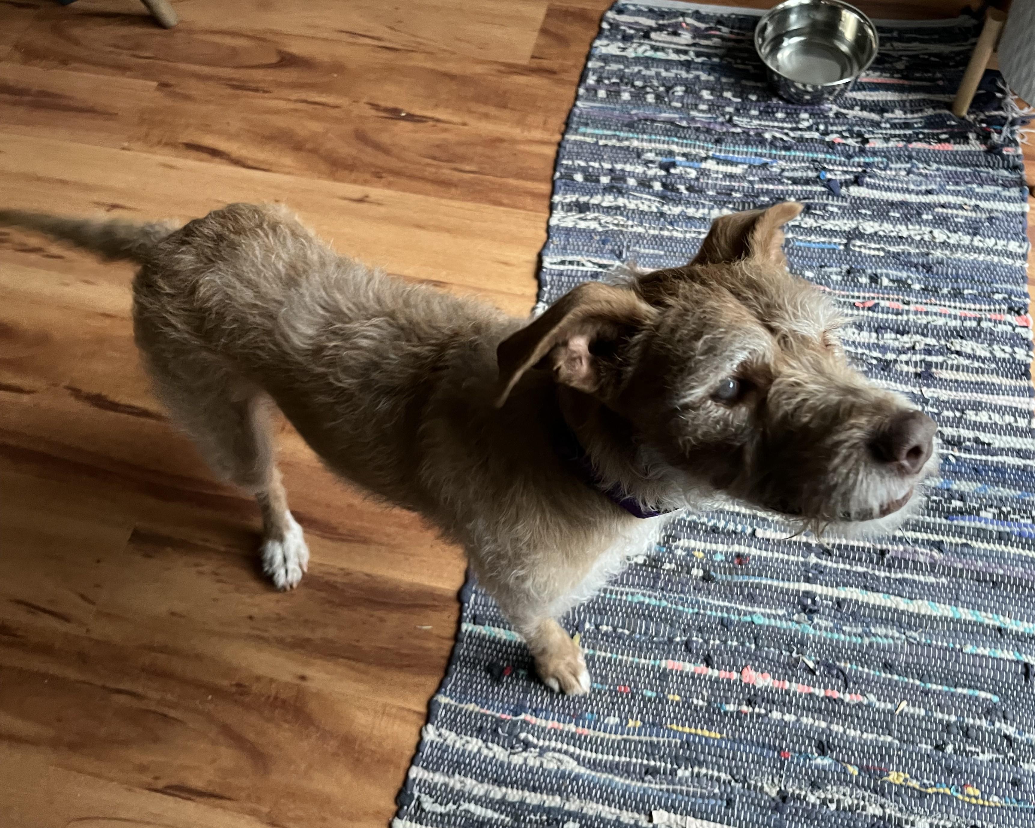 Dana, a Adoptable mixed breed in Windsor, CO image 2/6
