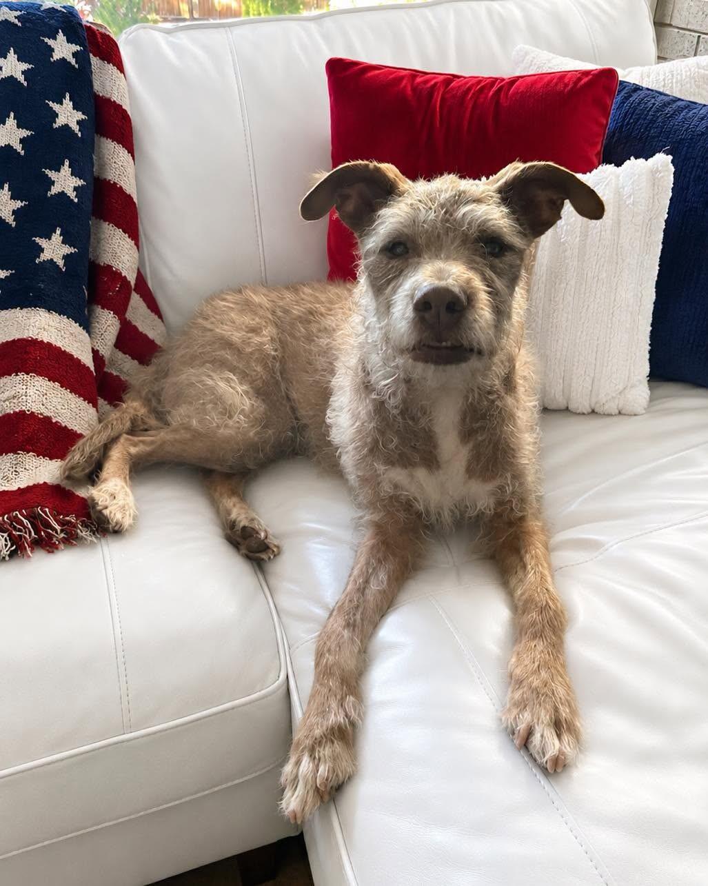 Dana, a Adoptable mixed breed in Windsor, CO image 2/6