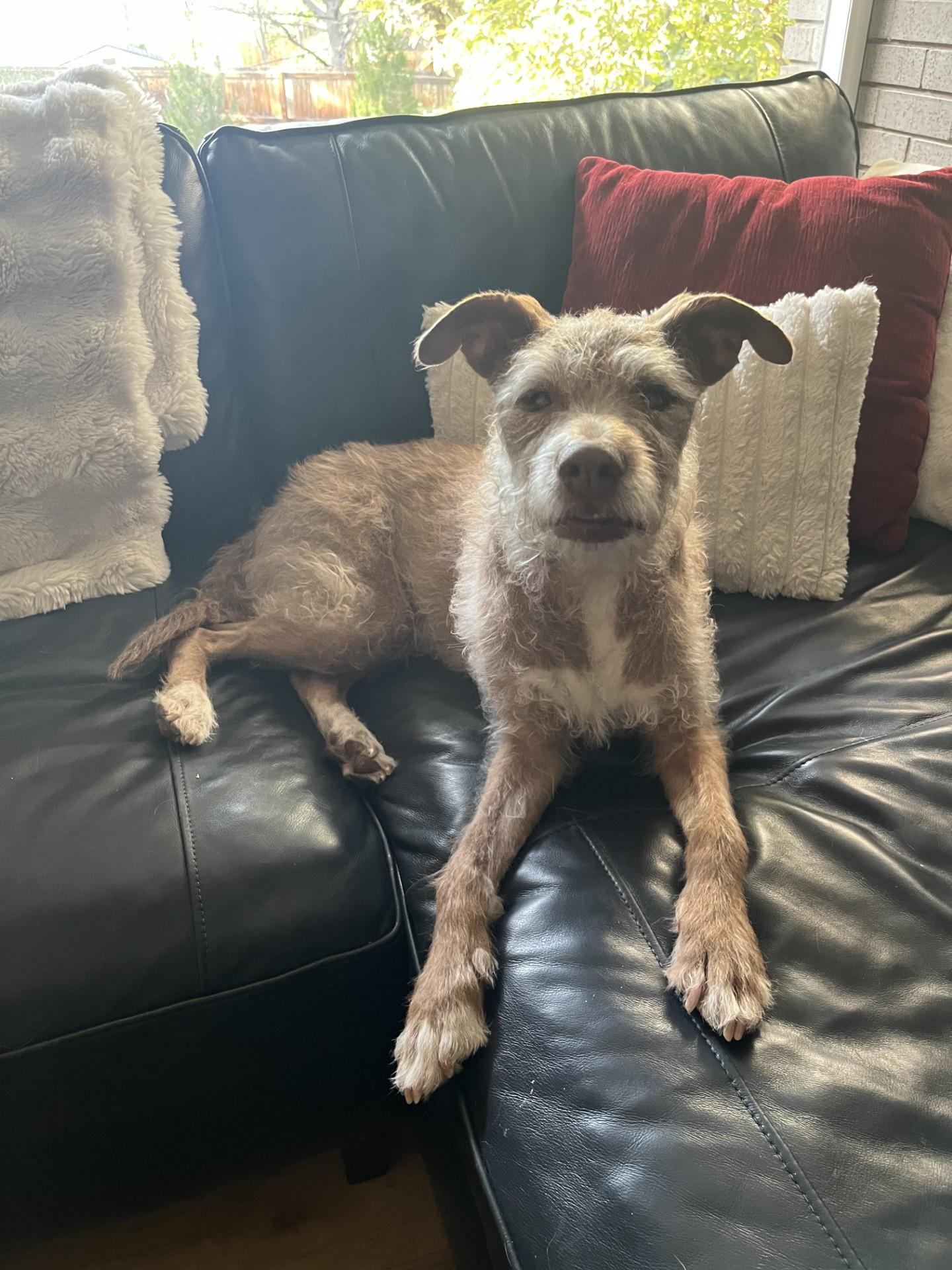 Dana, a Adoptable mixed breed in Windsor, CO image 3/6