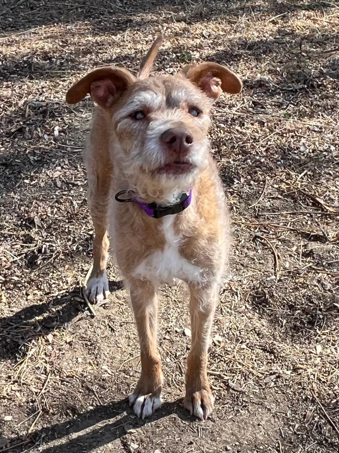 Enlarge Dana, a Adoptable mixed breed in Windsor, CO image 1/6