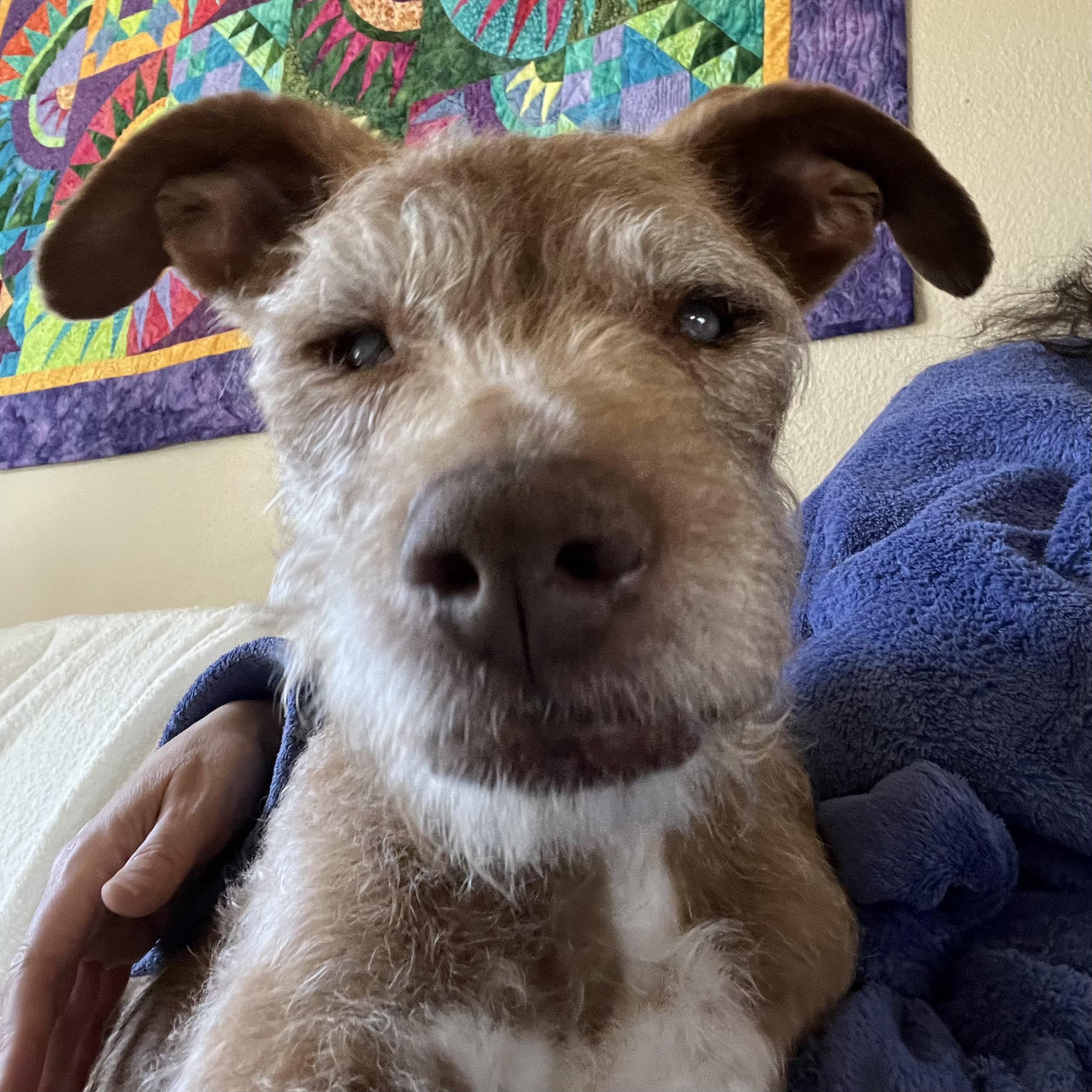 Enlarge Dana, a Adoptable mixed breed in Windsor, CO image 2/6