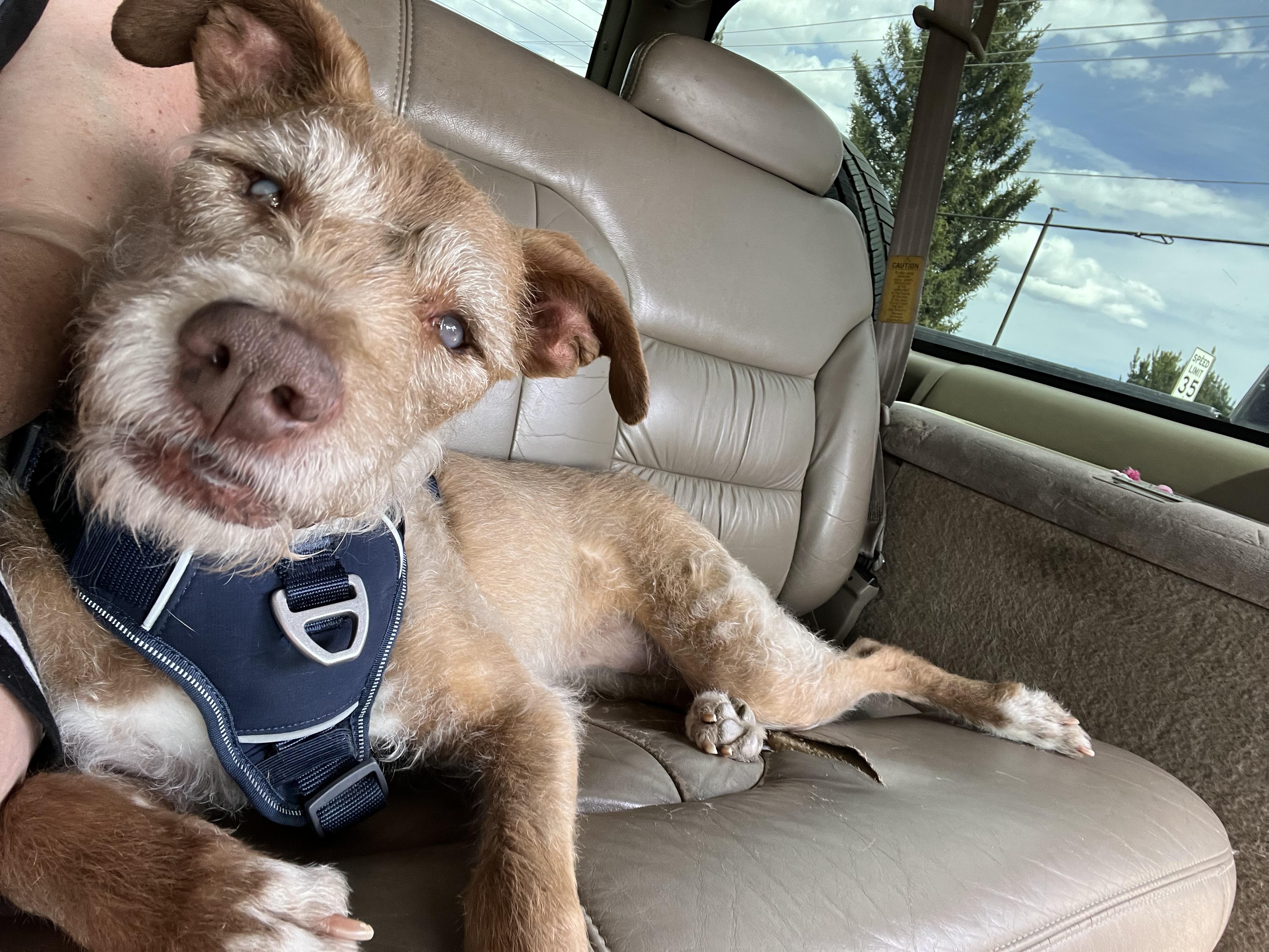 Enlarge Dana, a Adoptable mixed breed in Windsor, CO image 3/6