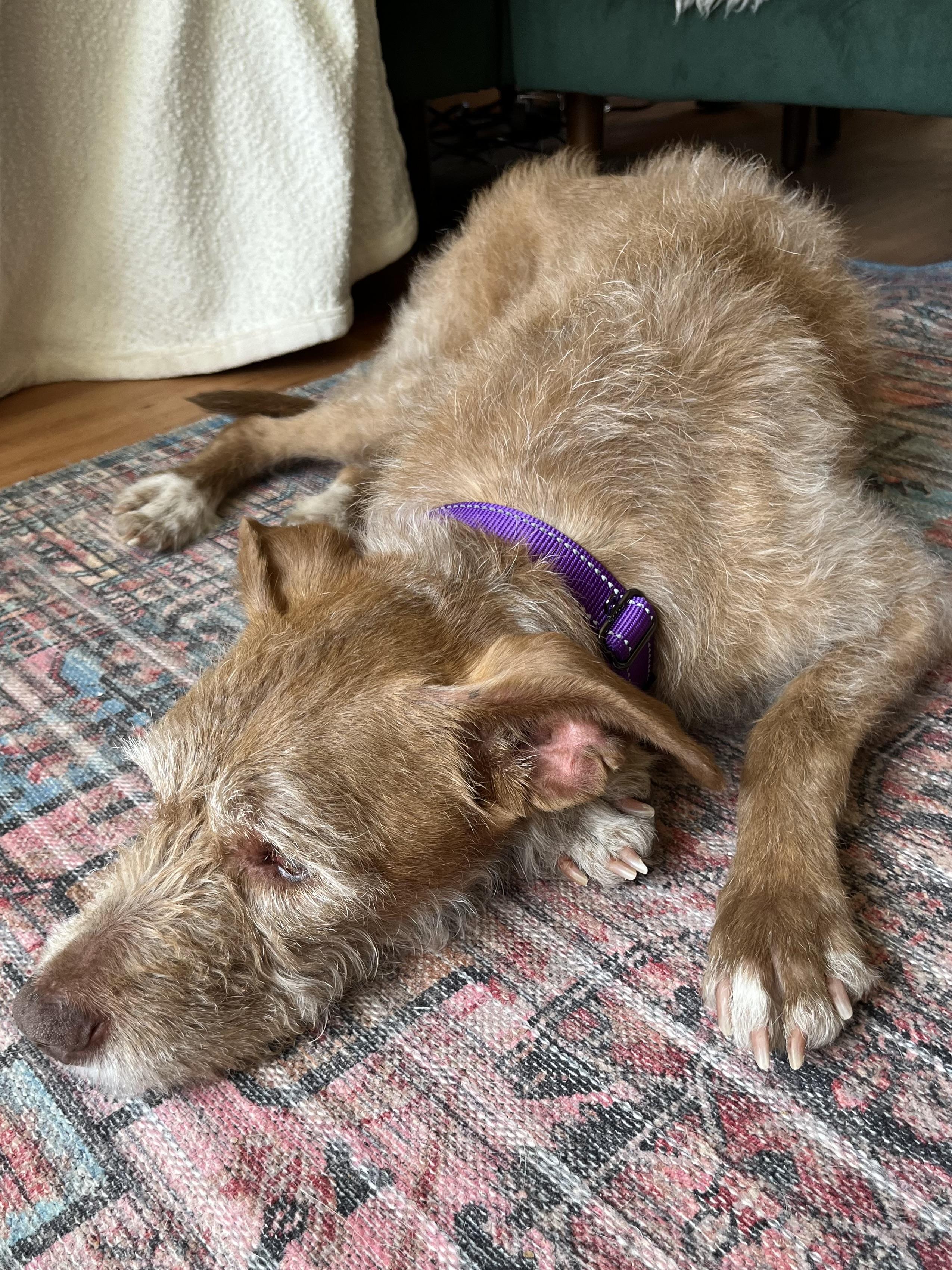 Enlarge Dana, a Adoptable mixed breed in Windsor, CO image 4/6