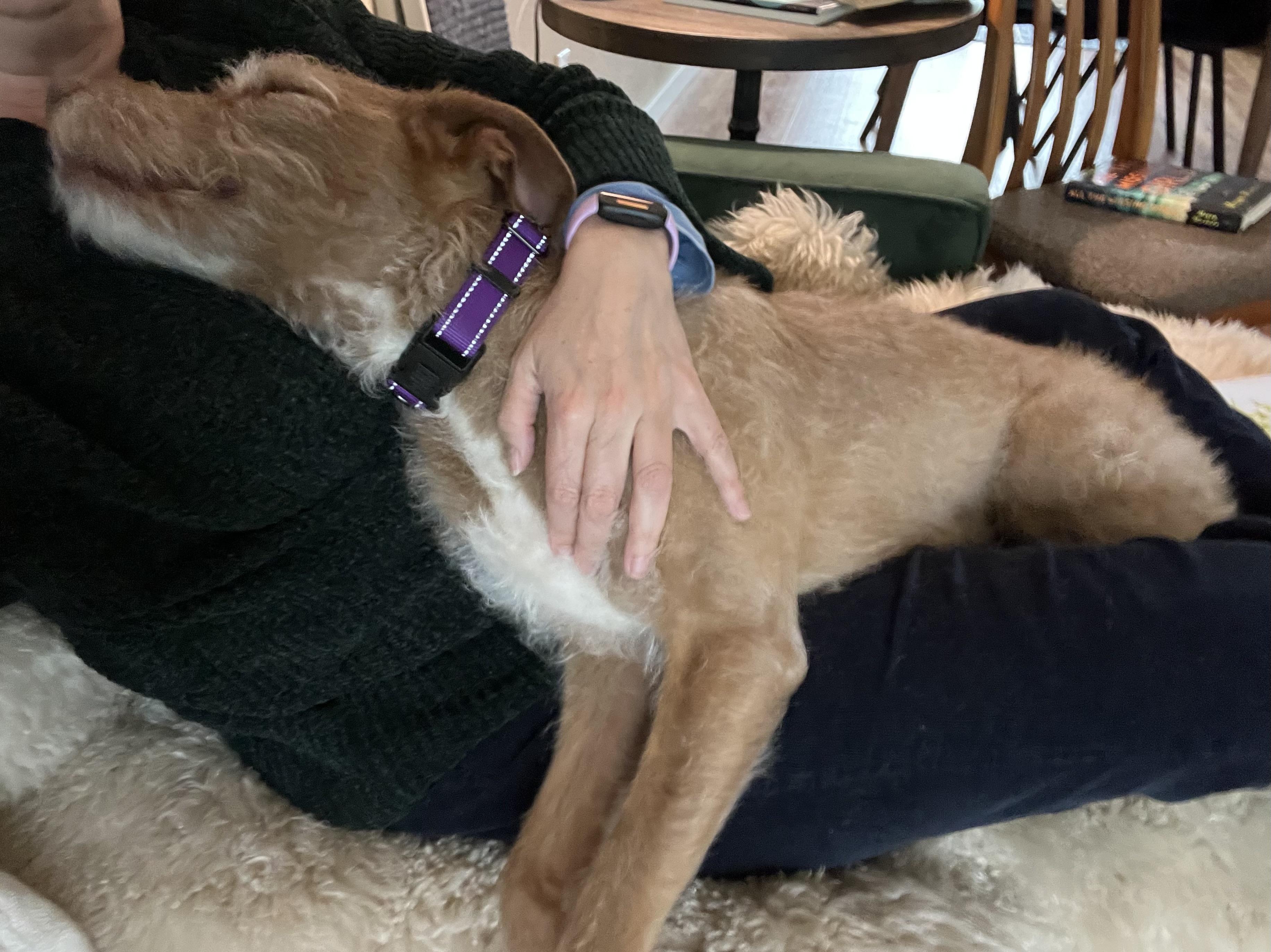 Dana, a Adoptable mixed breed in Windsor, CO image 5/6