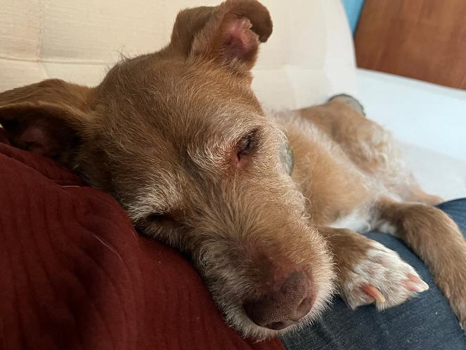 Enlarge Dana, a Adoptable mixed breed in Windsor, CO image 5/6