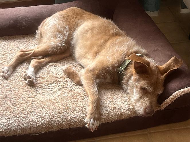 Dana, a Adoptable mixed breed in Windsor, CO image 6/6