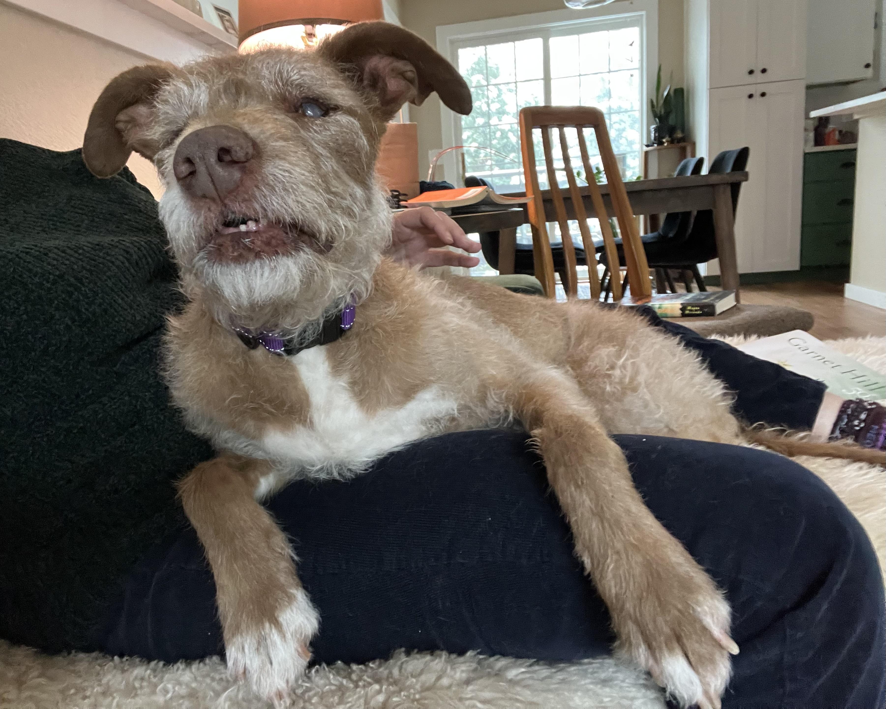 Enlarge Dana, a Adoptable mixed breed in Windsor, CO image 6/6