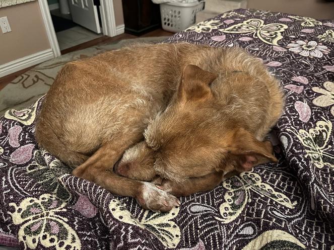 Enlarge Dana, a Adoptable mixed breed in Windsor, CO image 6/6