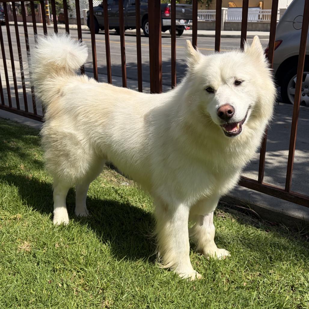 Kaiser, Adoptable, Adult Male Samoyed & Husky.
