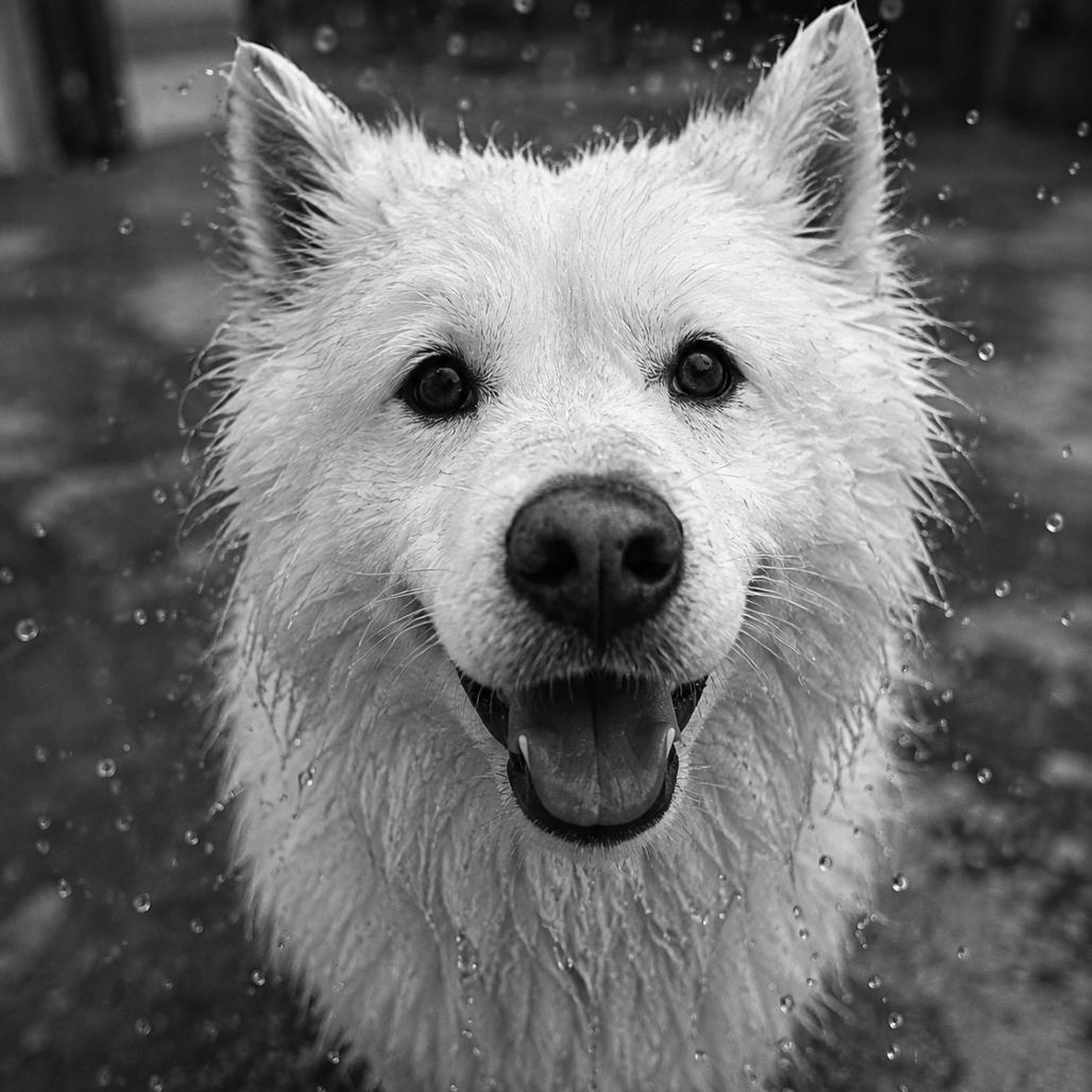 Enlarge Kaiser, a Adoptable mixed breed in Los Angeles, CA image 2/6
