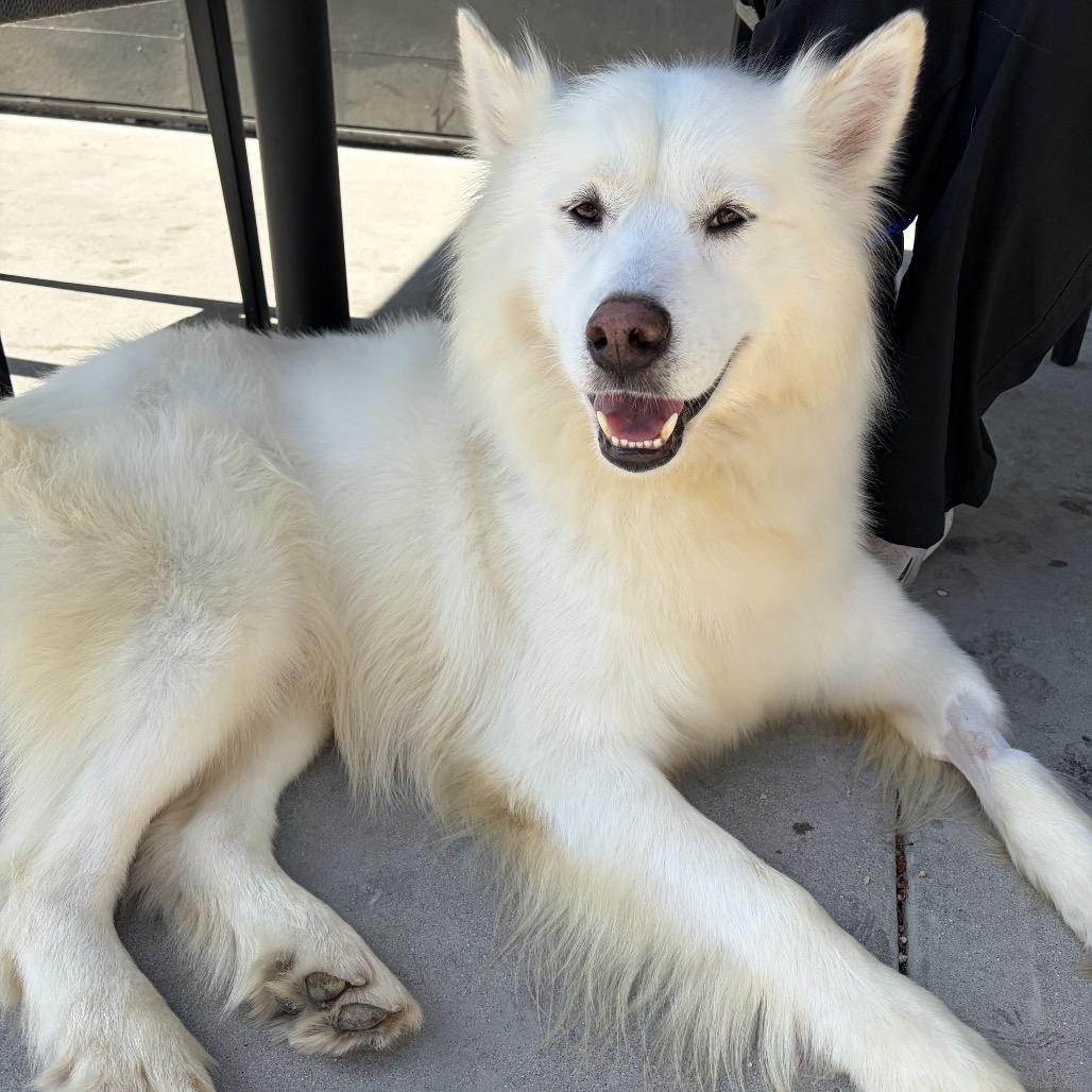 Kaiser, a Adoptable mixed breed in Los Angeles, CA image 2/4