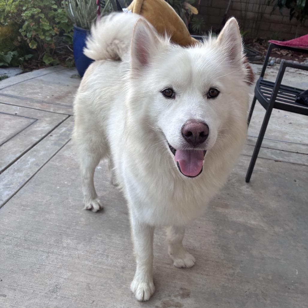 Enlarge Kaiser, a Adoptable mixed breed in Los Angeles, CA image 4/6