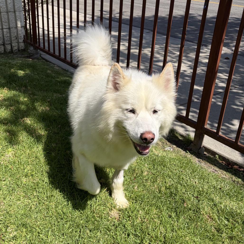 Kaiser, a Adoptable mixed breed in Los Angeles, CA image 3/4