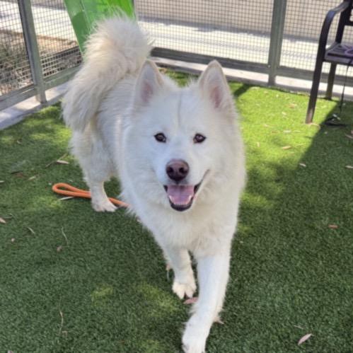 Kaiser, a Adoptable mixed breed in Los Angeles, CA image 4/4