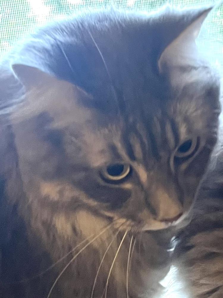 Enlarge Bandit, a Adoptable Domestic Medium Hair in Bellingham, WA image 2/3