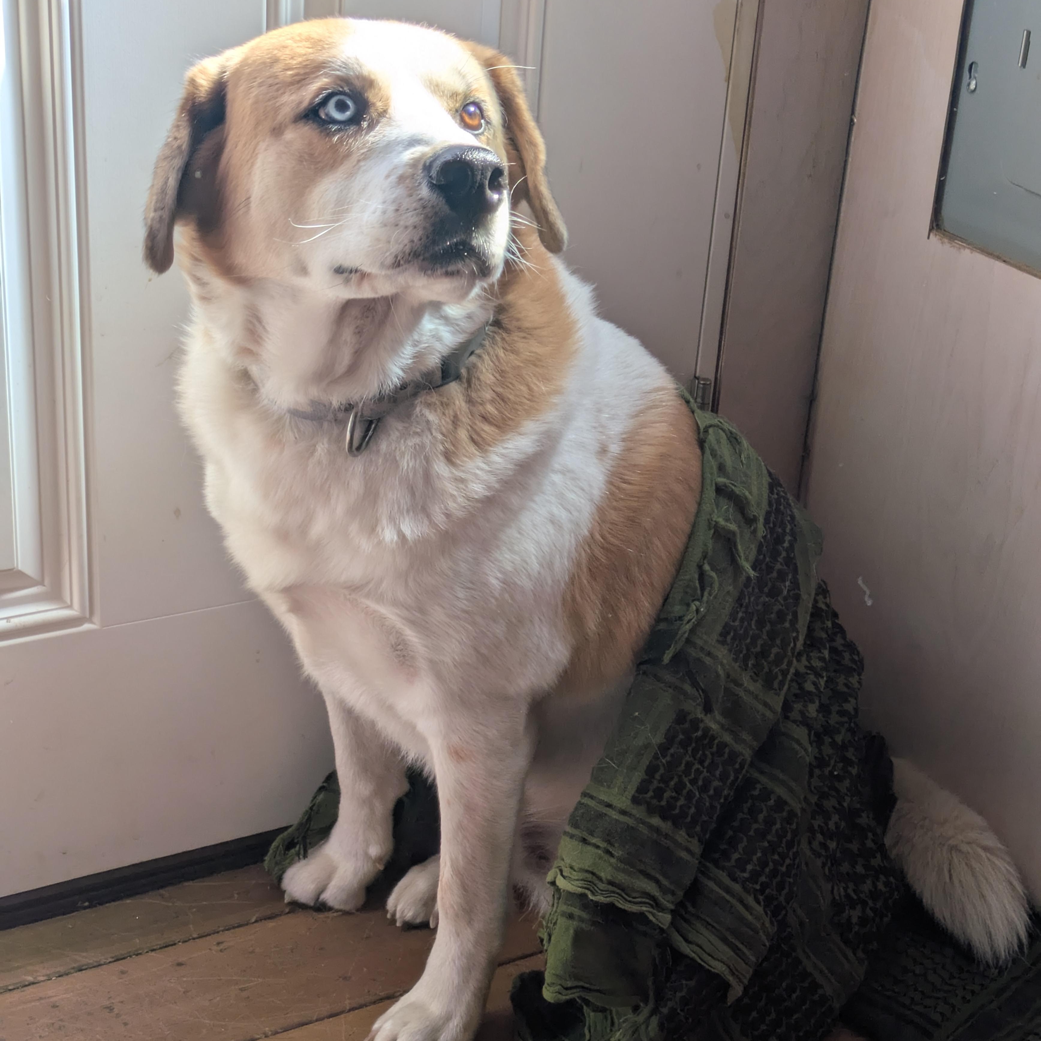 Enlarge Tobin Boy, an adopted mixed breed in Portland , OR image 6/6