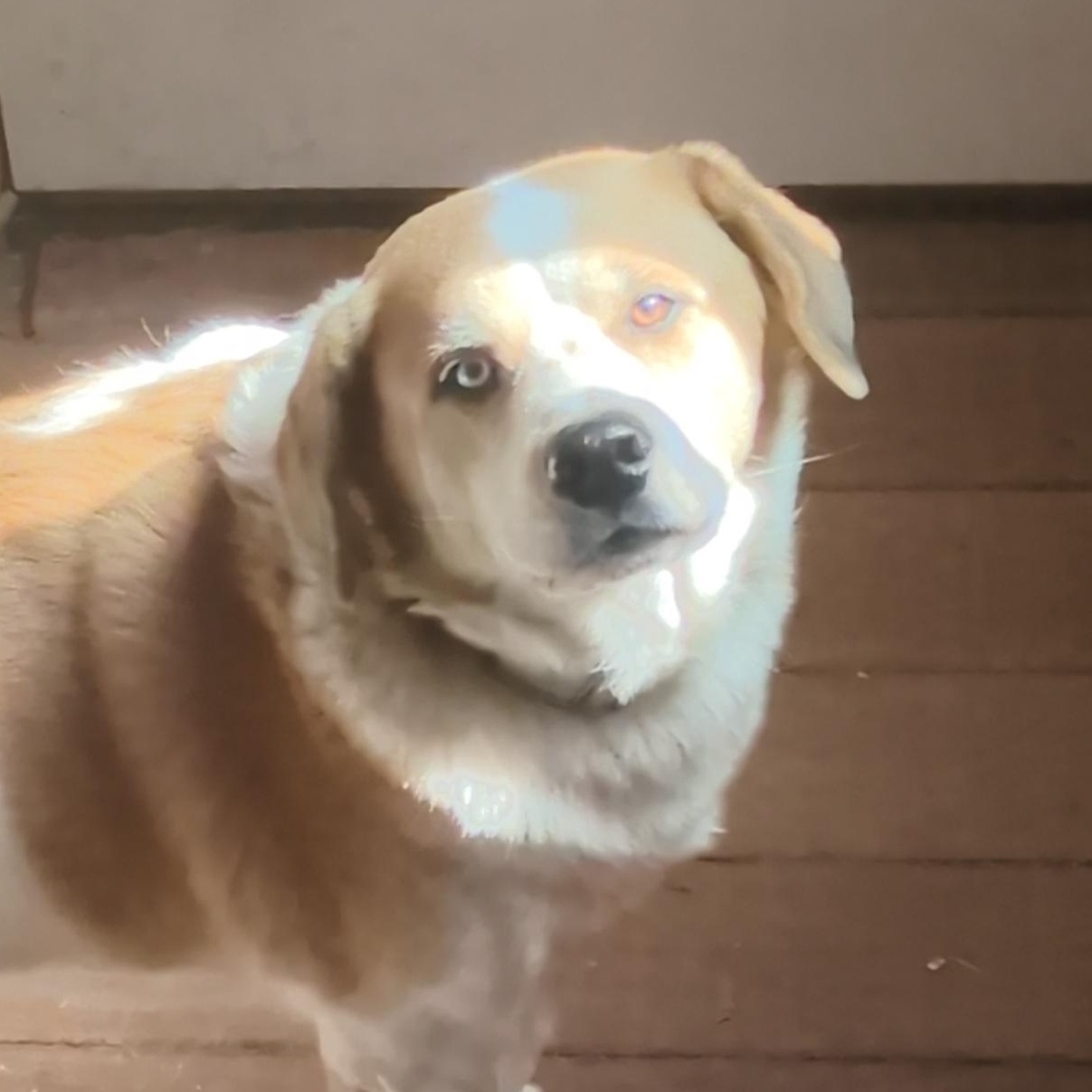 Enlarge Tobin Boy, an adopted mixed breed in Portland , OR image 1/6