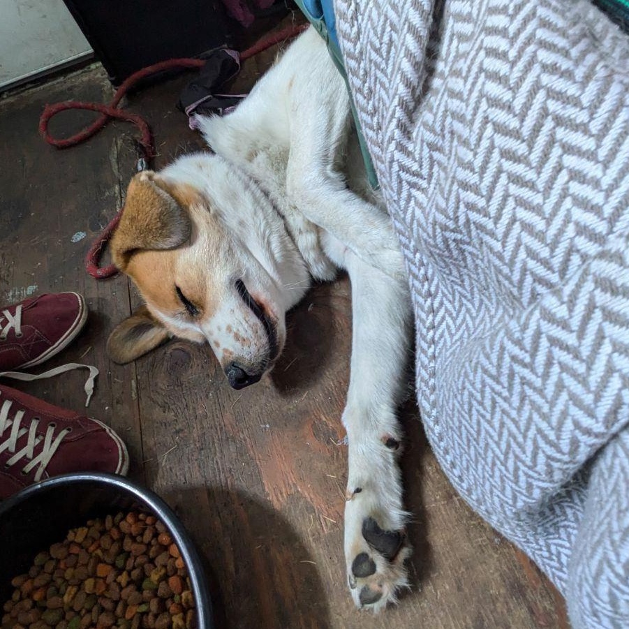 Enlarge Tobin Boy, an adopted mixed breed in Portland , OR image 5/6