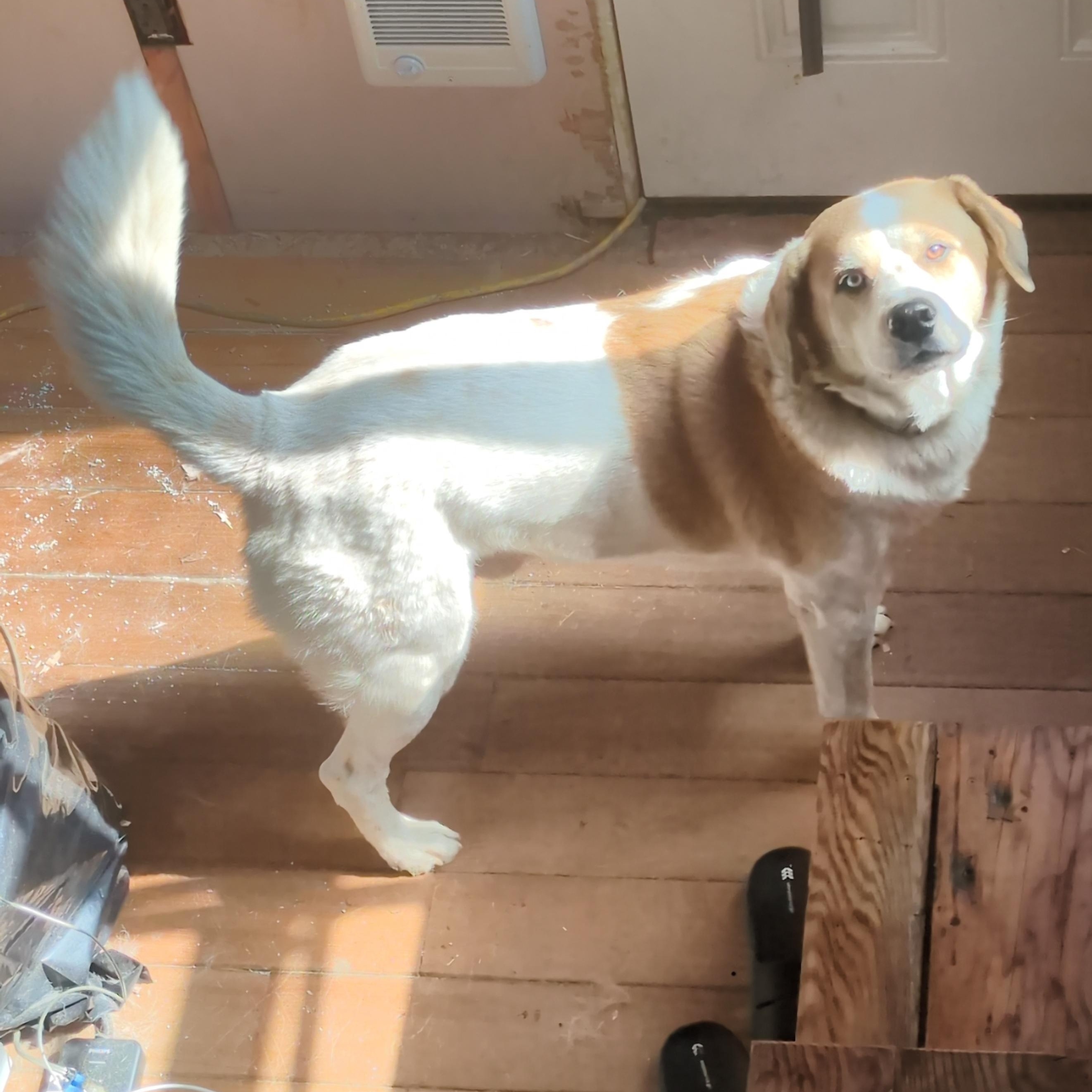 Enlarge Tobin Boy, an adopted mixed breed in Portland , OR image 4/6