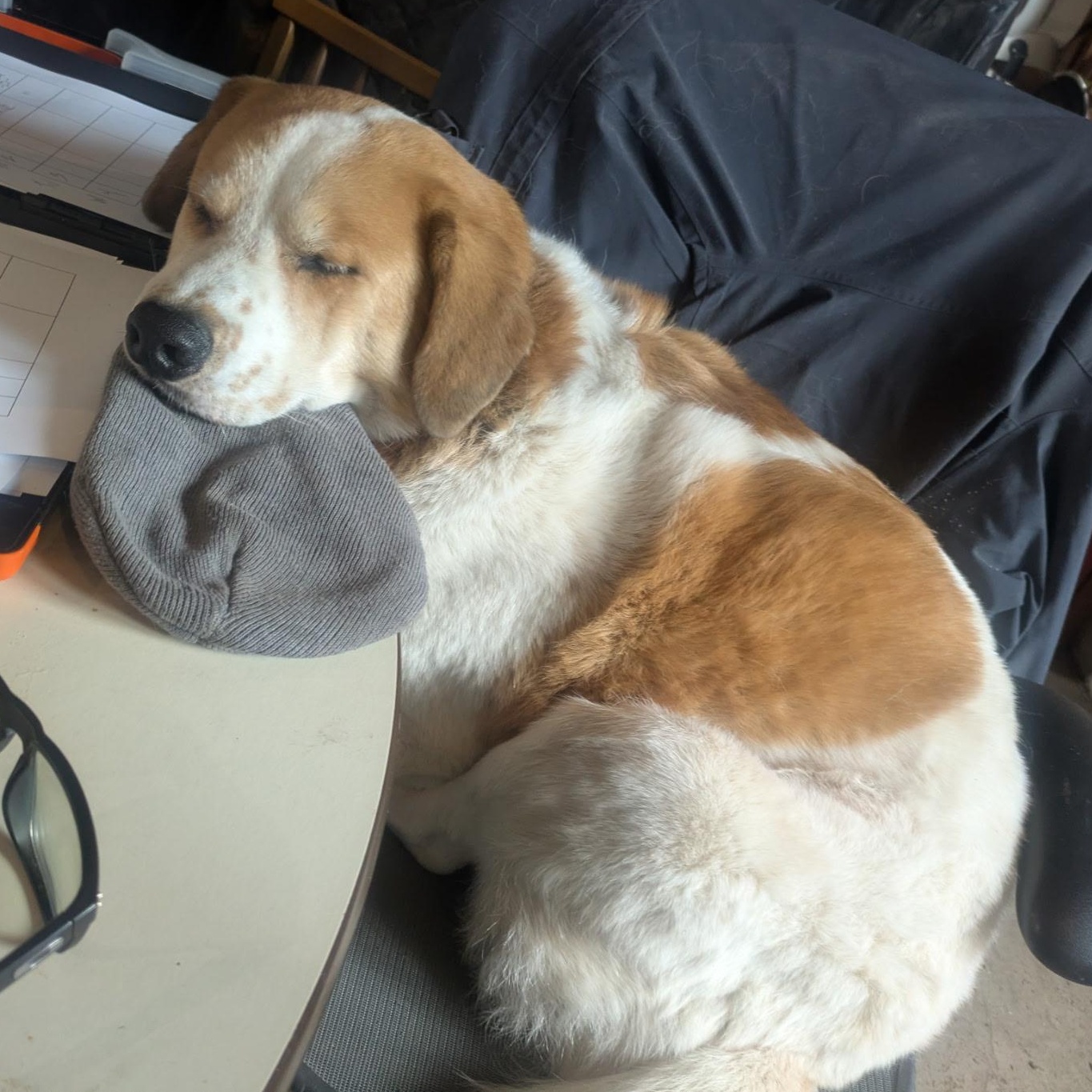 Enlarge Tobin Boy, an adopted mixed breed in Portland , OR image 2/6