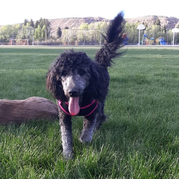 Kiya, an adoptable Poodle in Thayne, WY, 83127 | Photo Image 2