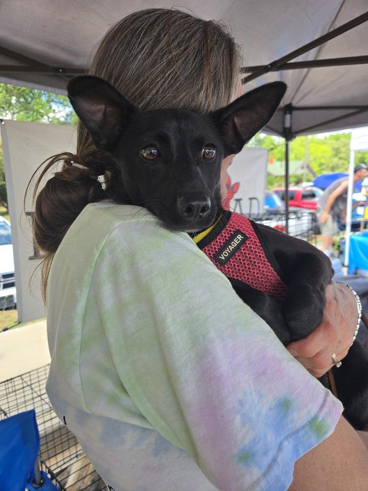 April, Adoptable, Puppy Female Chihuahua.