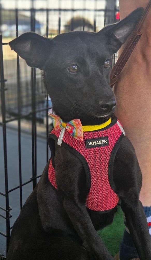 April, a Adoptable mixed breed in Gillsville, GA image 2/4