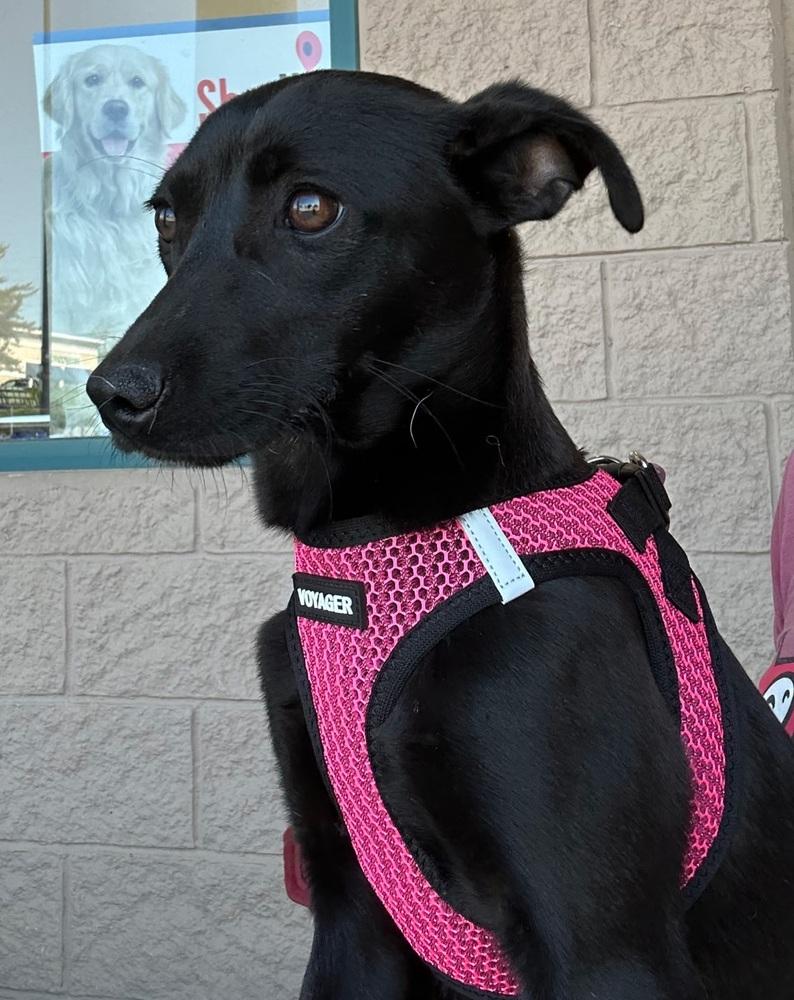April, a Adoptable mixed breed in Gillsville, GA image 3/4