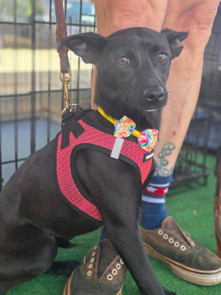 April, a Adoptable mixed breed in Gillsville, GA image 4/4