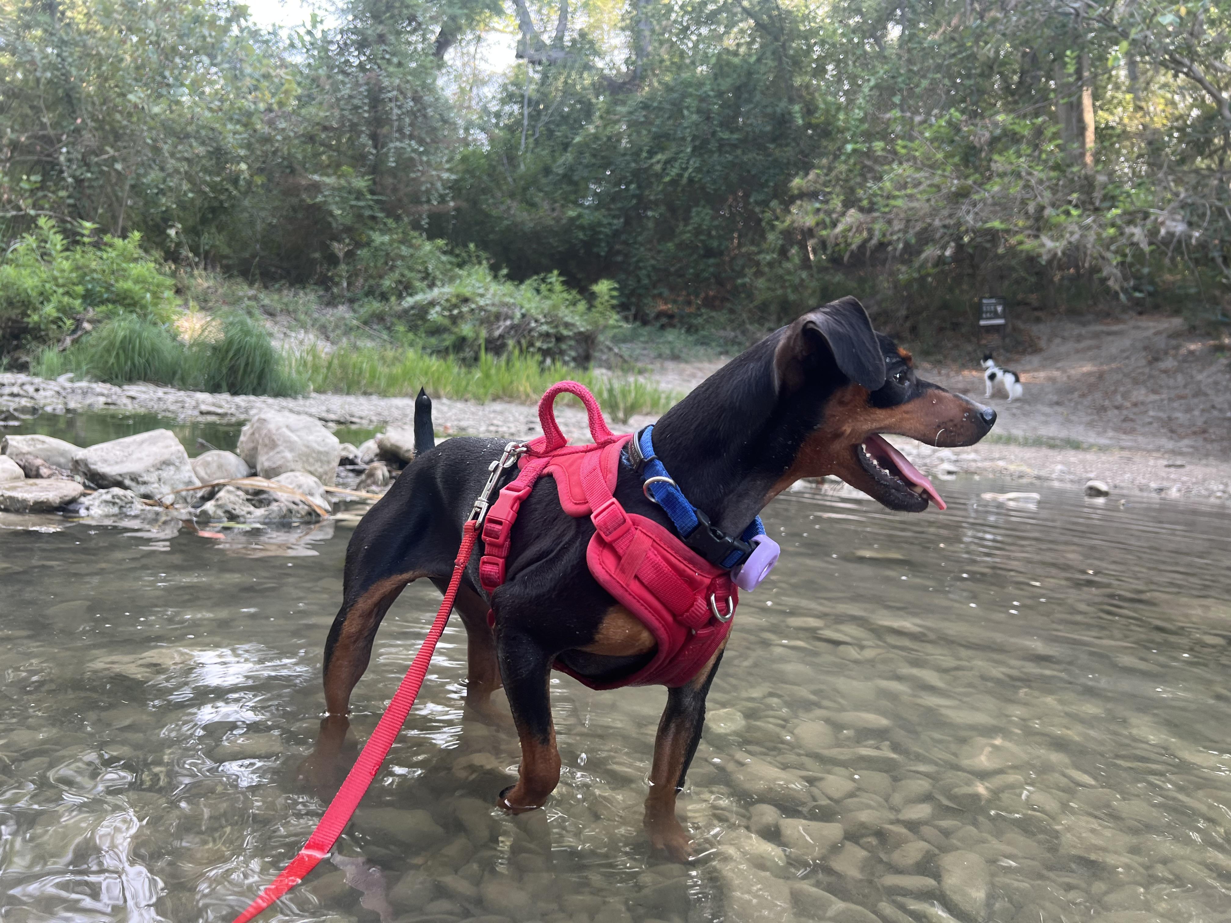 Enlarge Dolly, a Adoptable Miniature Pinscher in Austin, TX image 2/4
