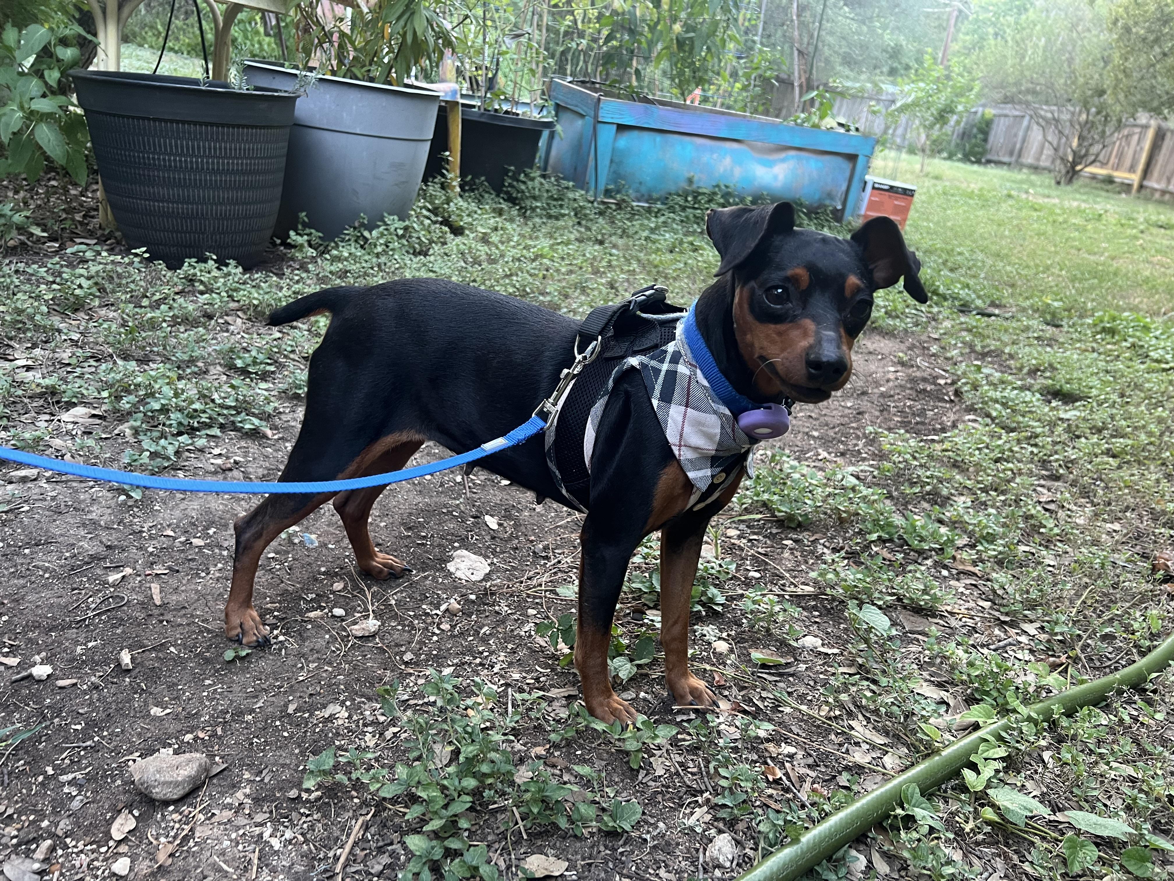 Dolly, a ADOPTABLE Miniature Pinscher in Austin, TX image 3/3