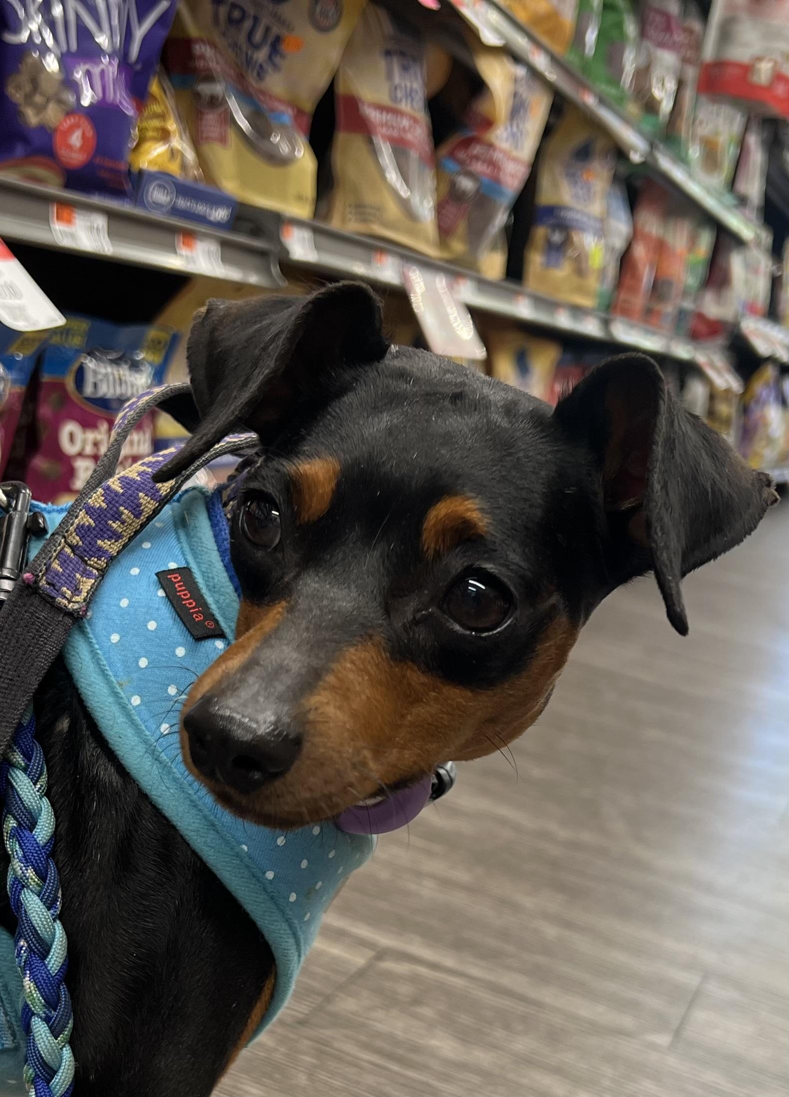 Dolly, a ADOPTABLE Miniature Pinscher in Austin, TX image 2/3