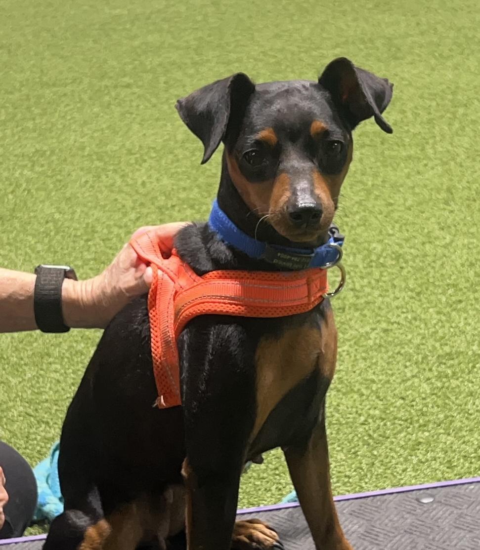 Dolly, ADOPTABLE, Young Female Miniature Pinscher.