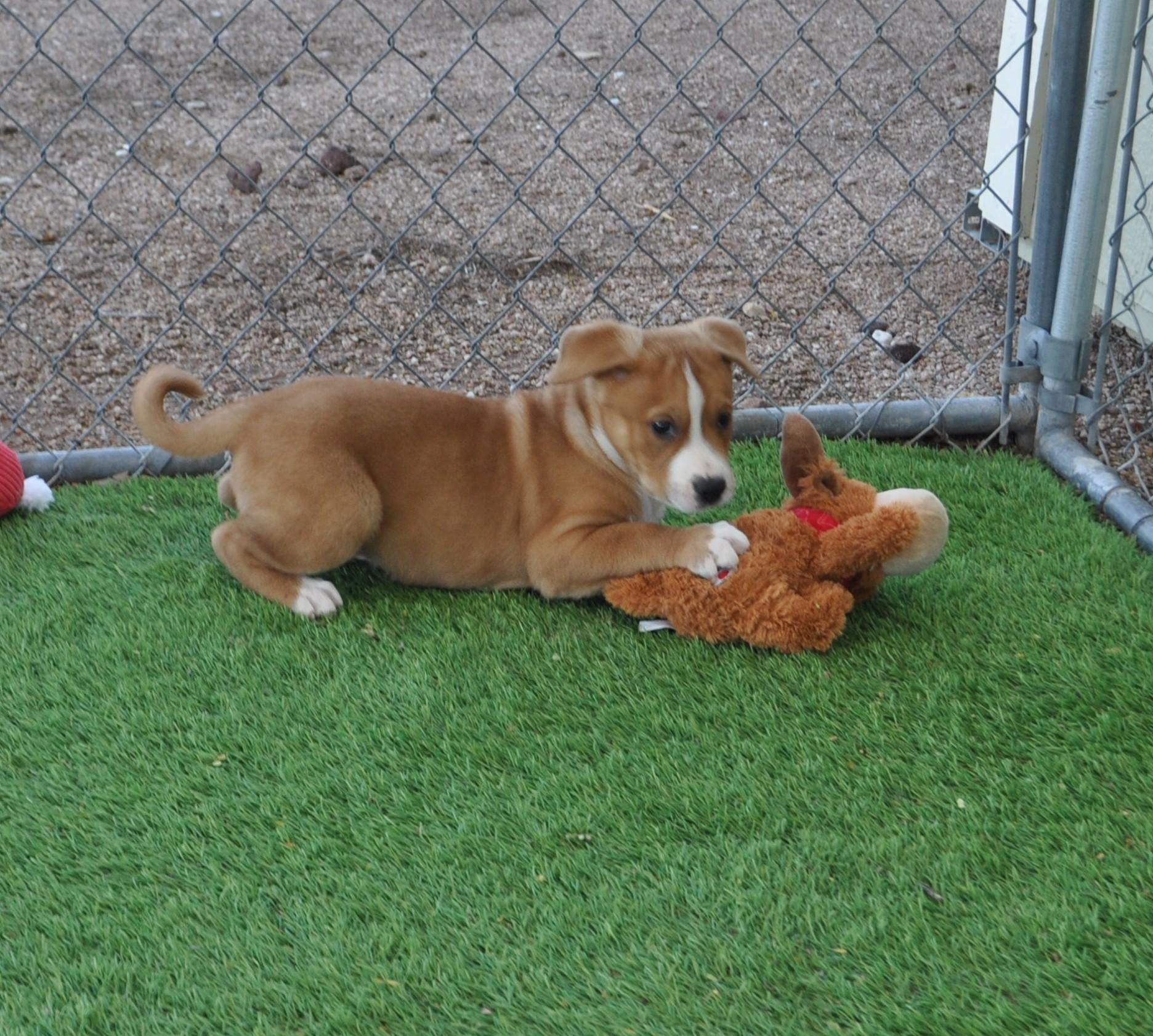 Enlarge Centaur, a ADOPTABLE mixed breed in Apache Junction, AZ image 5/5