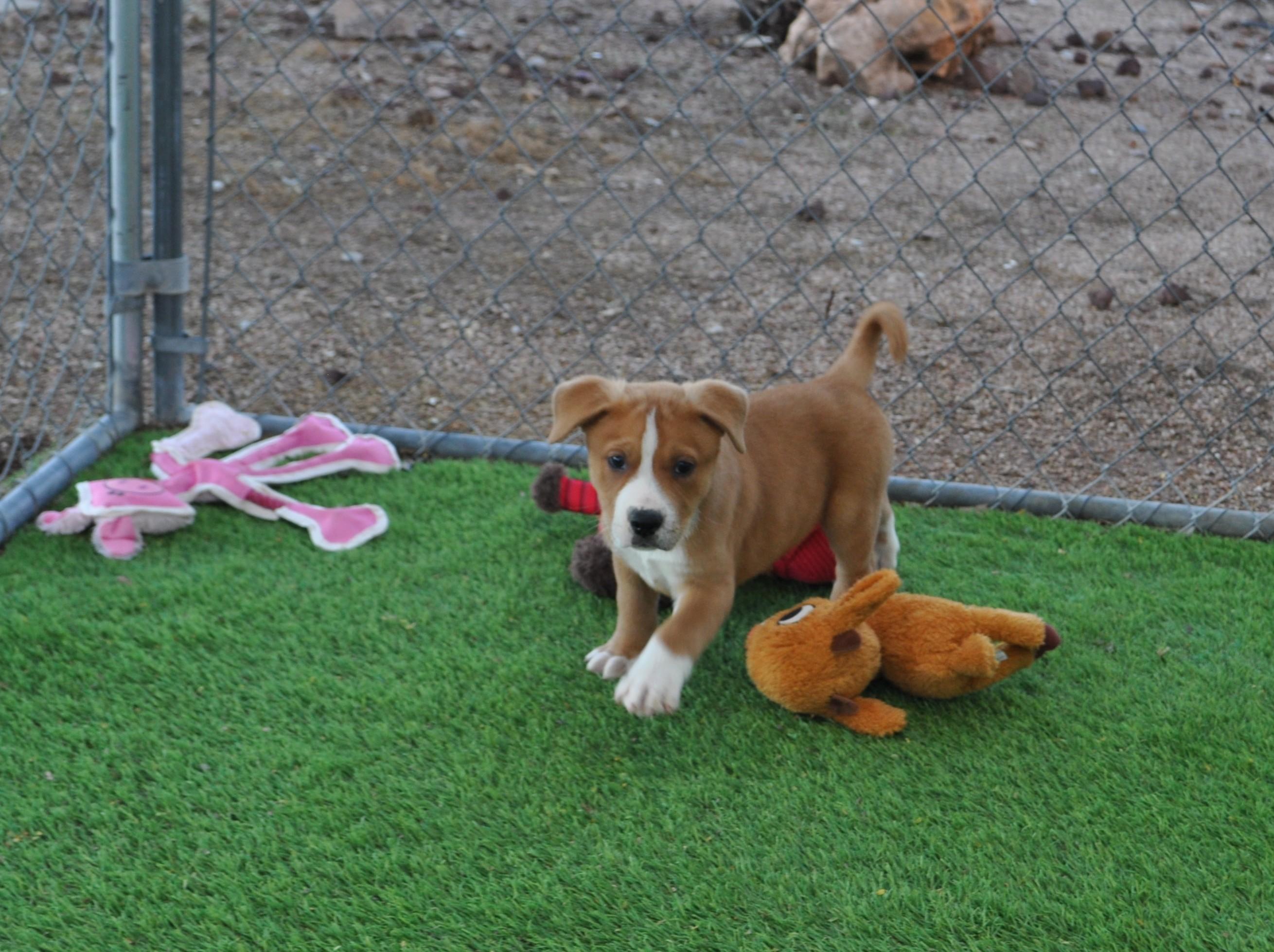 Enlarge Centaur, a ADOPTABLE mixed breed in Apache Junction, AZ image 3/5