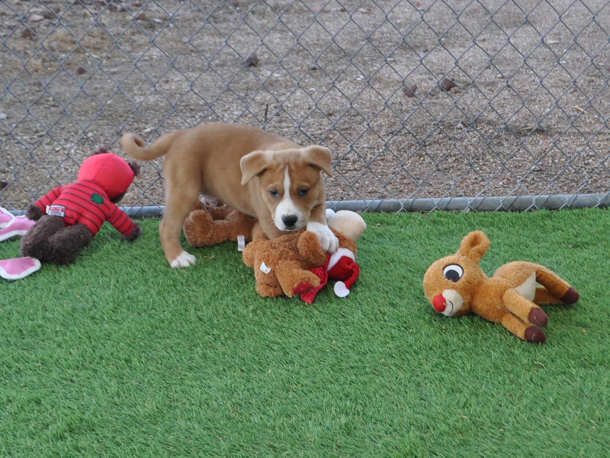 Enlarge Centaur, a ADOPTABLE mixed breed in Apache Junction, AZ image 2/5