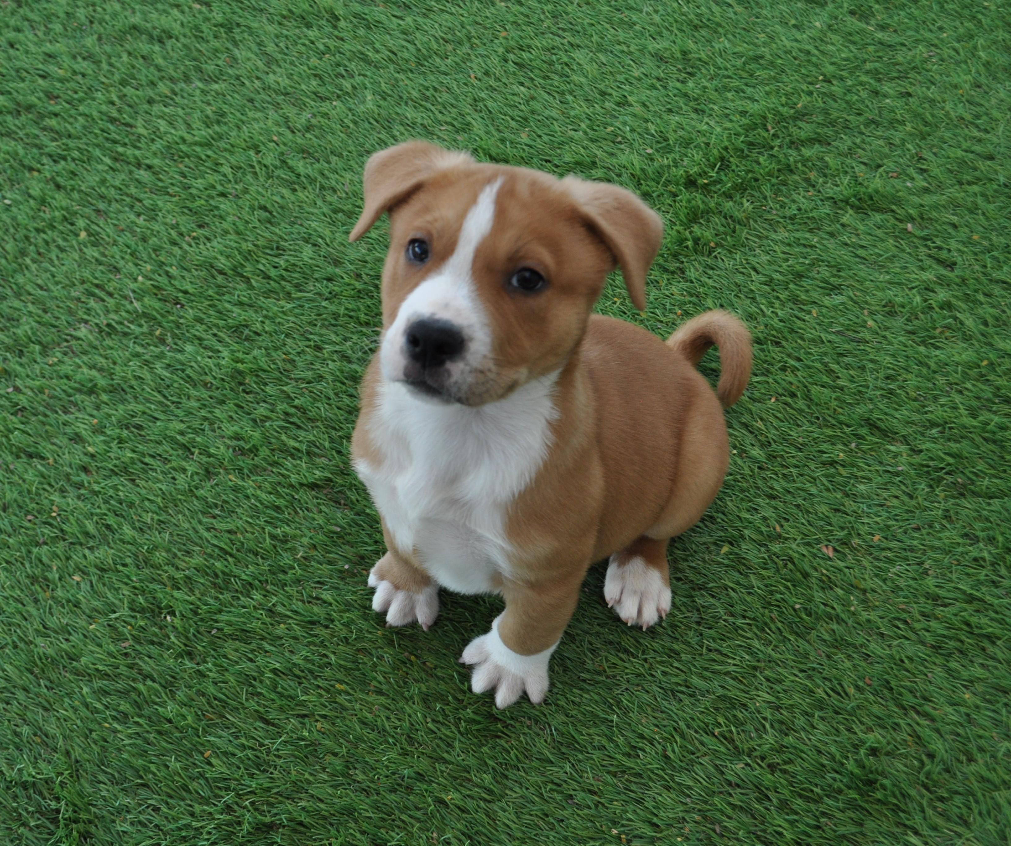 Enlarge Centaur, a ADOPTABLE mixed breed in Apache Junction, AZ image 1/5