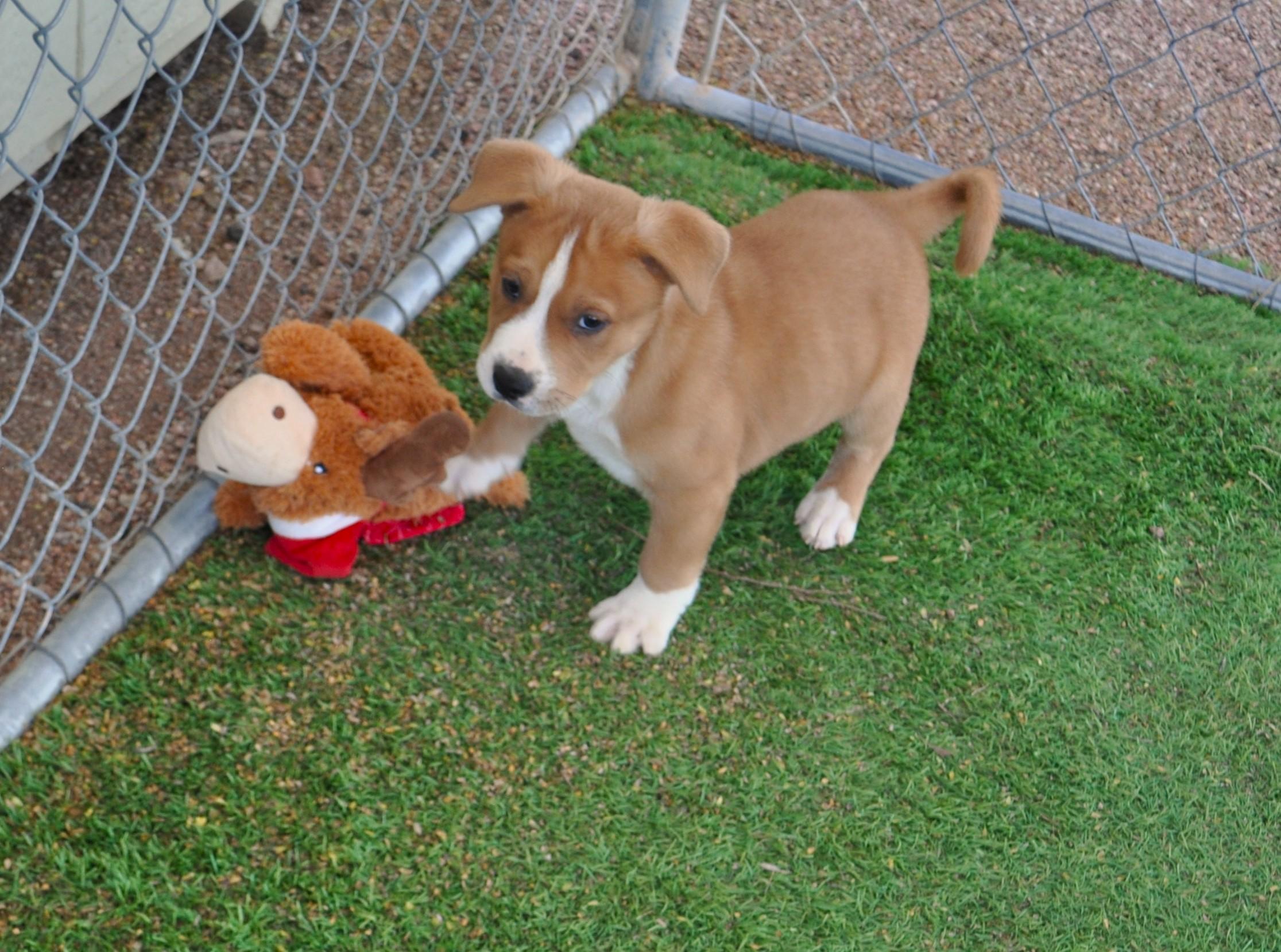 Enlarge Centaur, a ADOPTABLE mixed breed in Apache Junction, AZ image 4/5